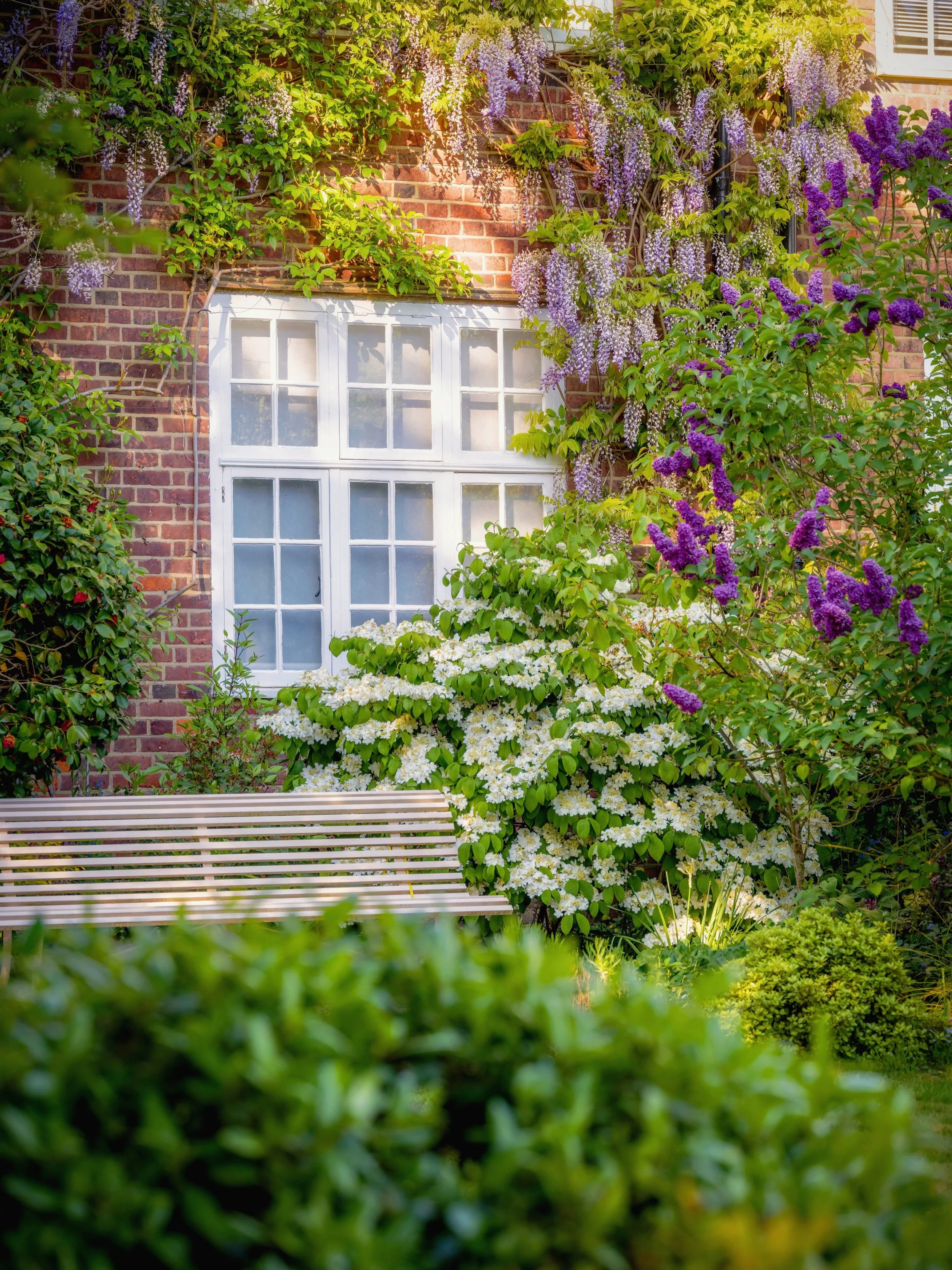 Late spring at its most generous 🌿

#wisteria #springgarden #gardenphotography #londongarden #viburnum