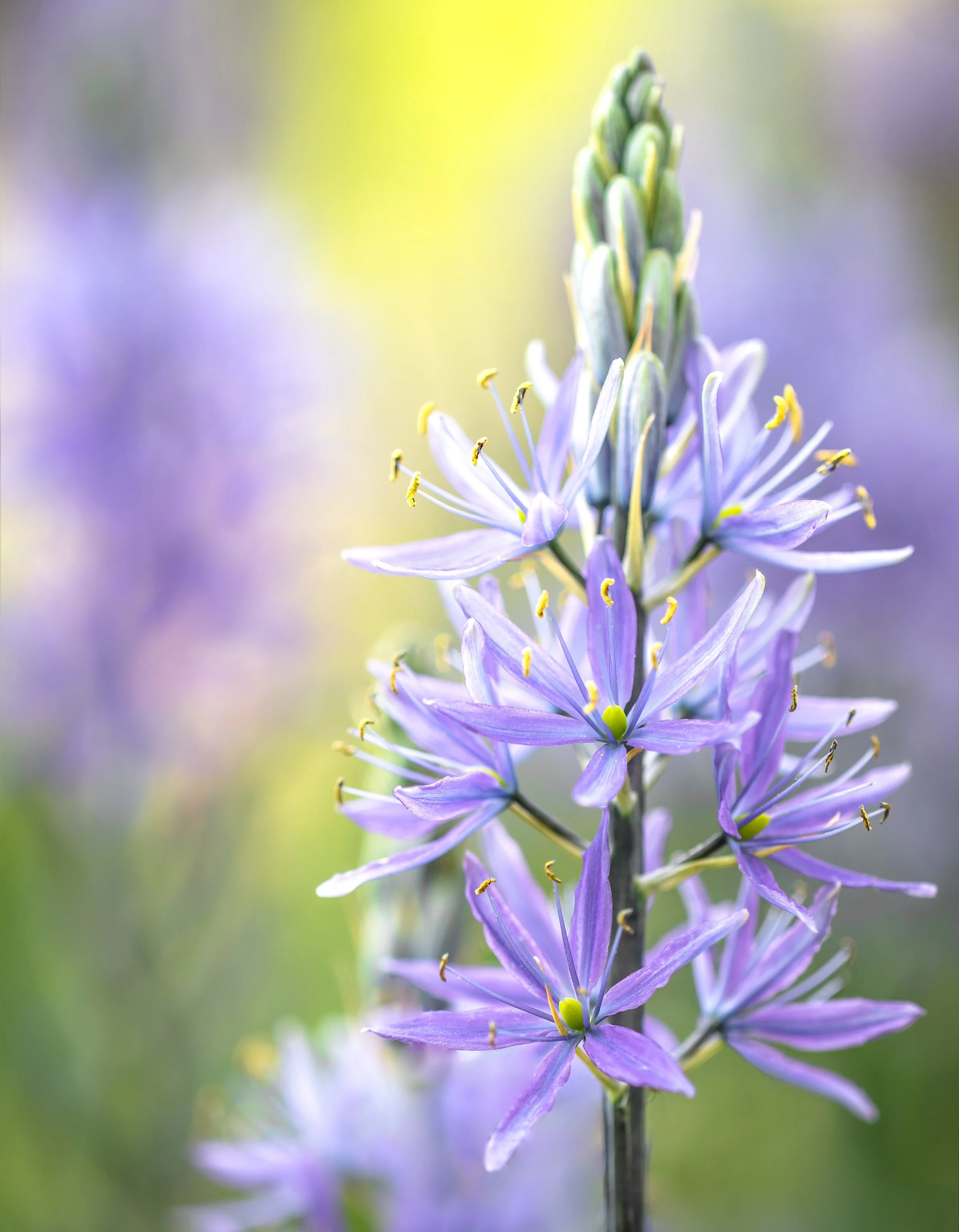 Camassia flowers with star-shaped pale purple blooms on a tall spike.