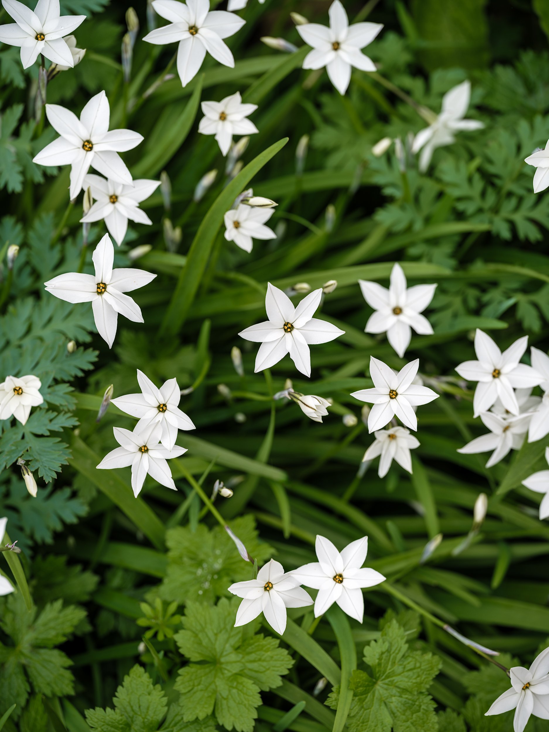 White star-shaped ipheion flowers among green grass-like foliage.