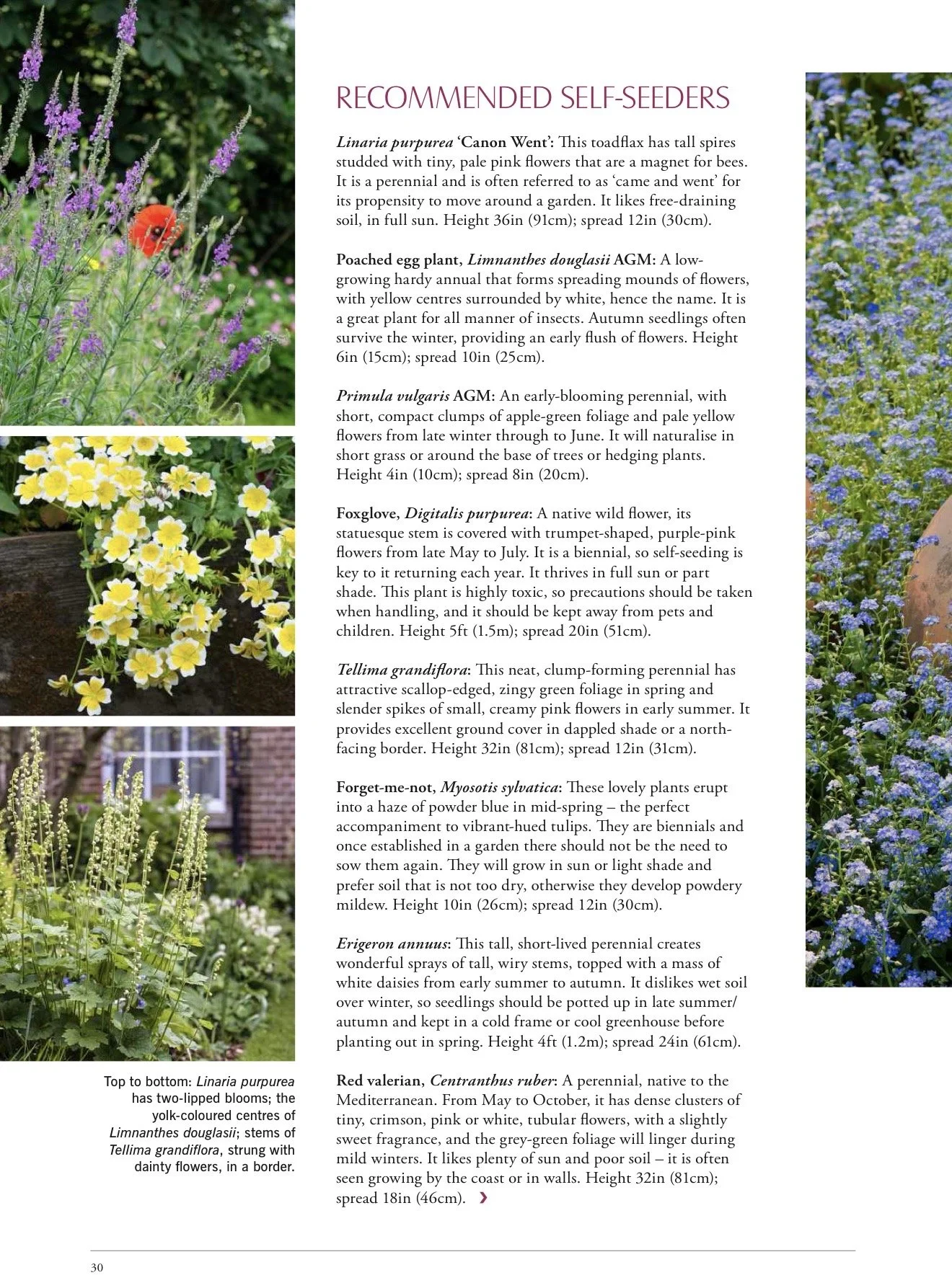 Page from a gardening catalog or magazine featuring pictures and descriptions of various flowers, including purple lavender-like flowers, yellow and white flowers, and other assorted plants, alongside detailed botanical information.