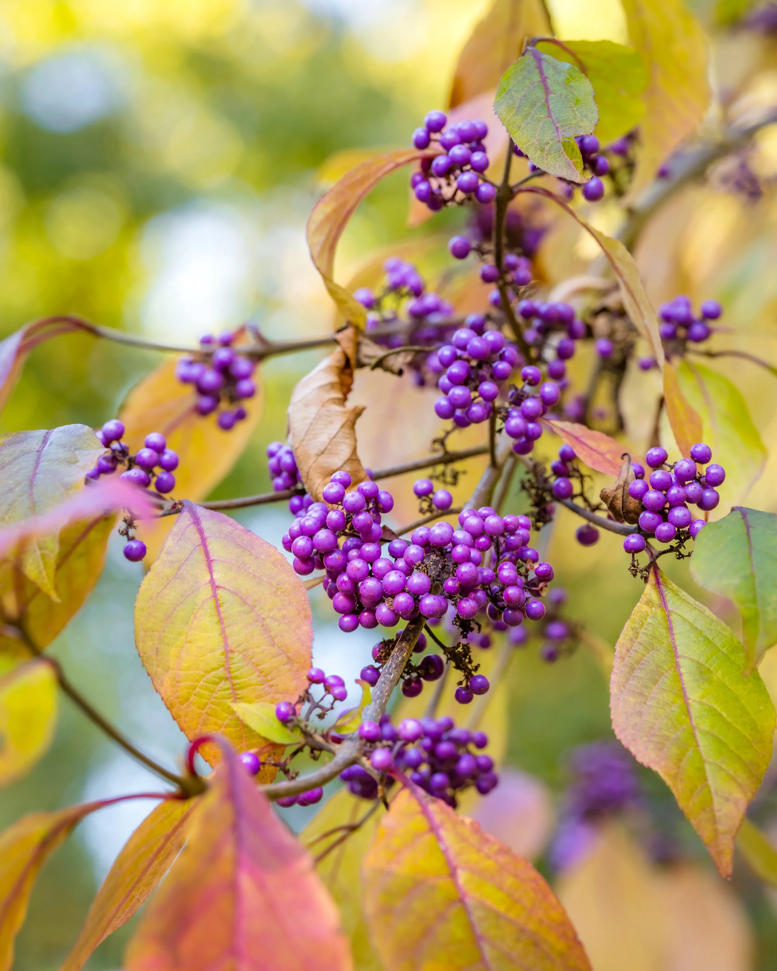 Callicarpa with clusters of bright purple berries and autumn leaves.