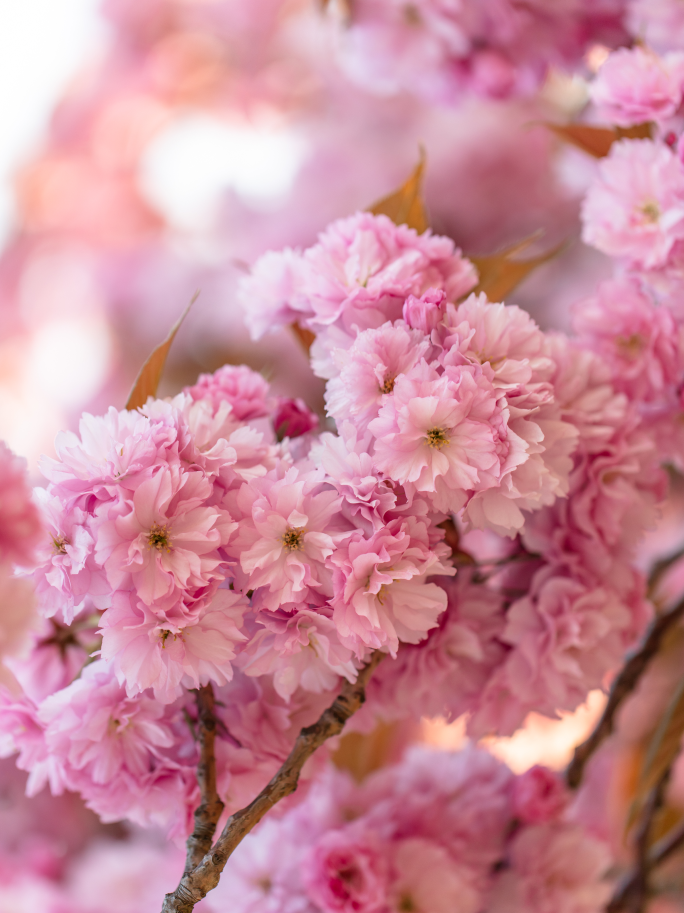 FlowerPhotographyCherryBlossom.png