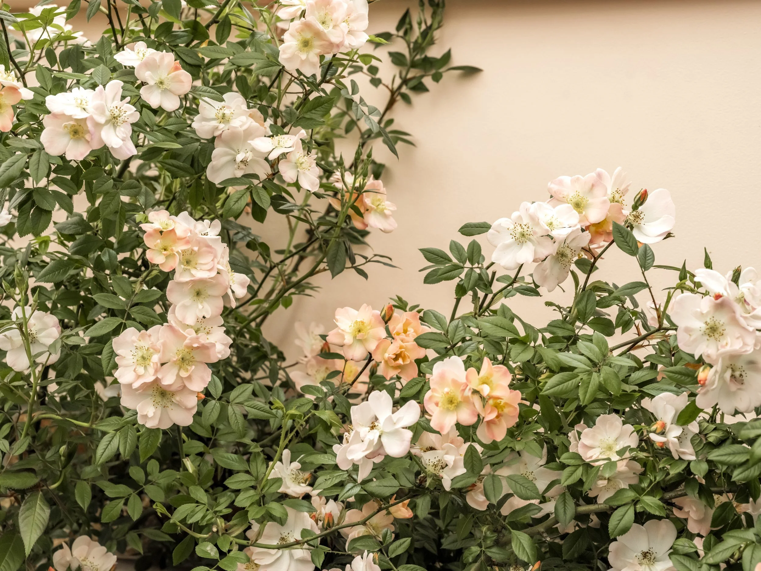 Climbing rose with pale peach flowers growing against a wall.