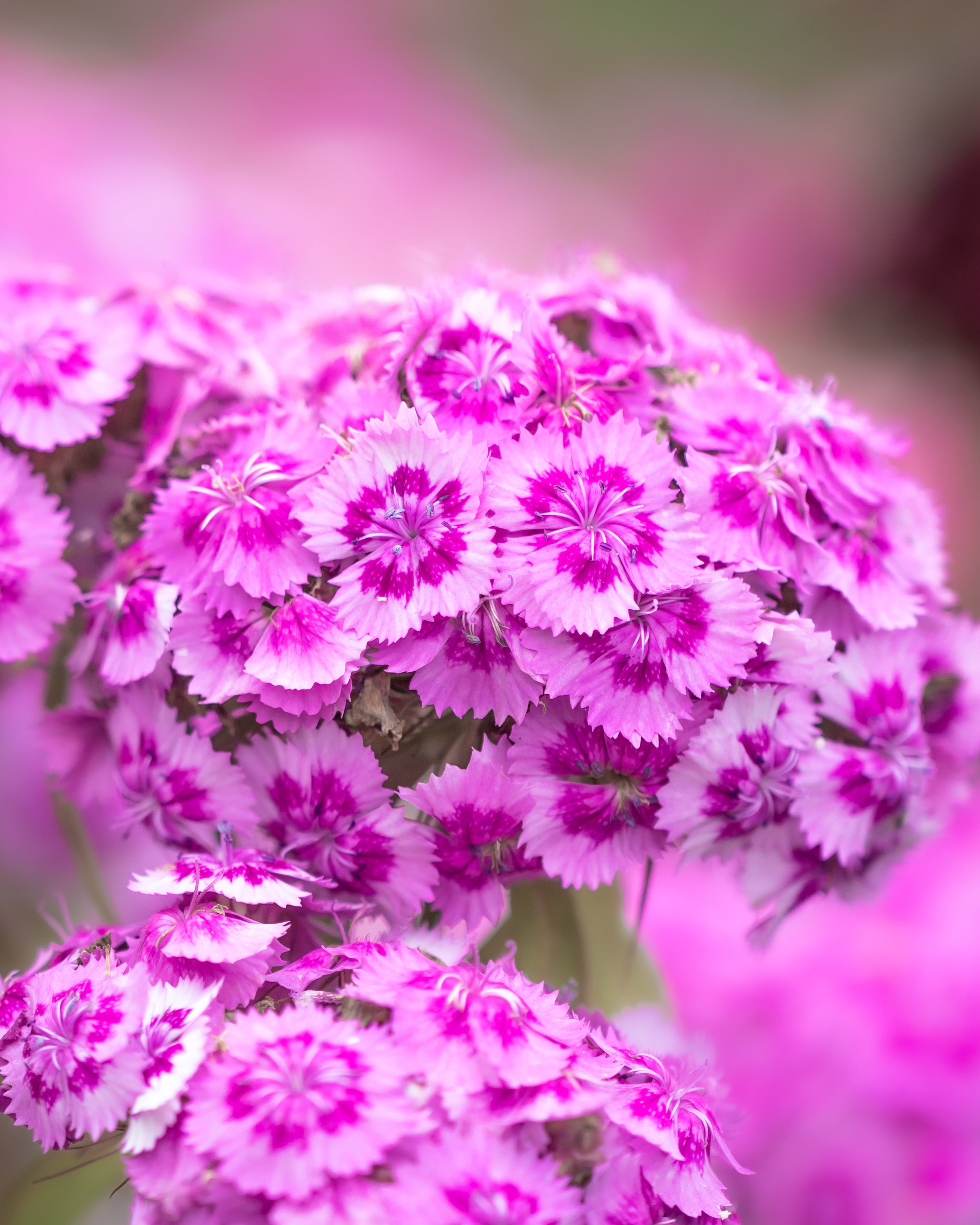 Pink dianthus flowers with fringed petals and darker centres.