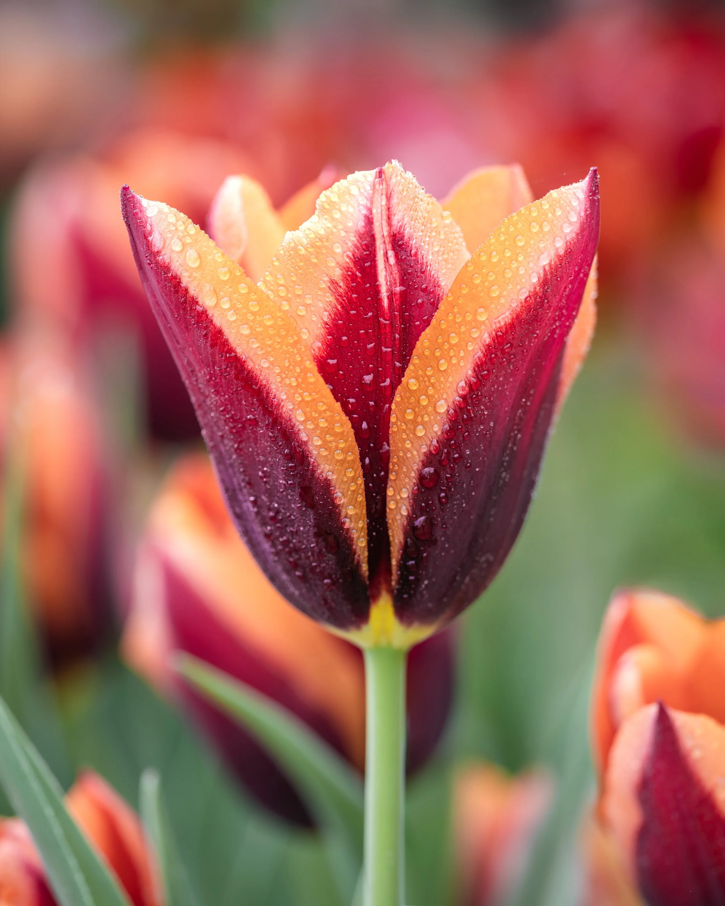 Red and orange tulip with pointed petals and water droplets.