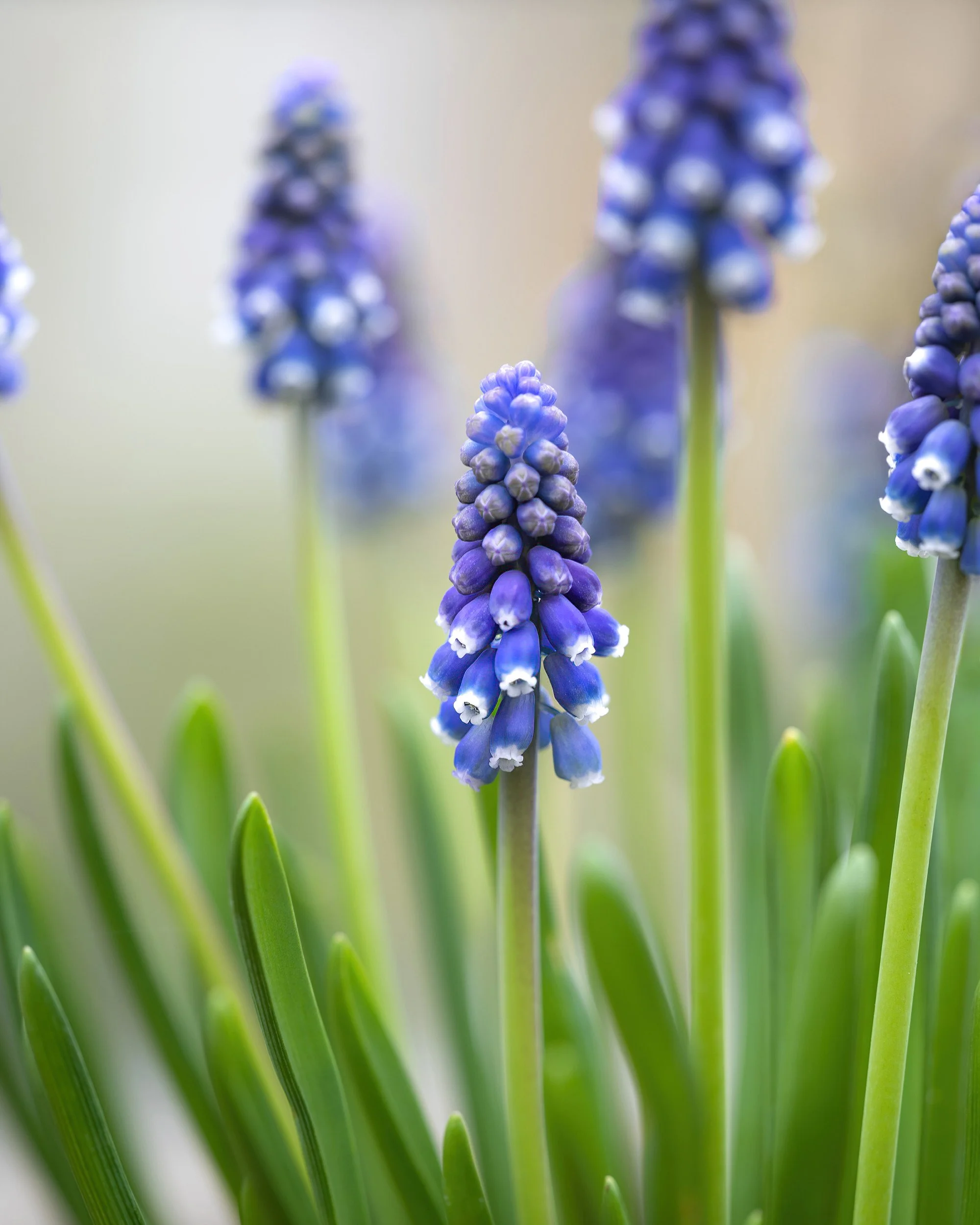 Grape hyacinth with small blue bell-shaped flowers on upright stems.