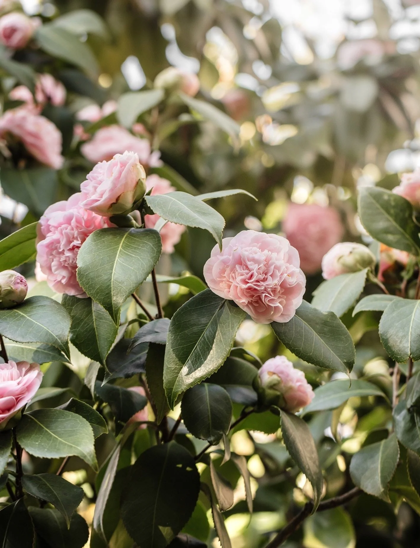 Pale pink camellia flowers with glossy dark green leaves on a shrub.