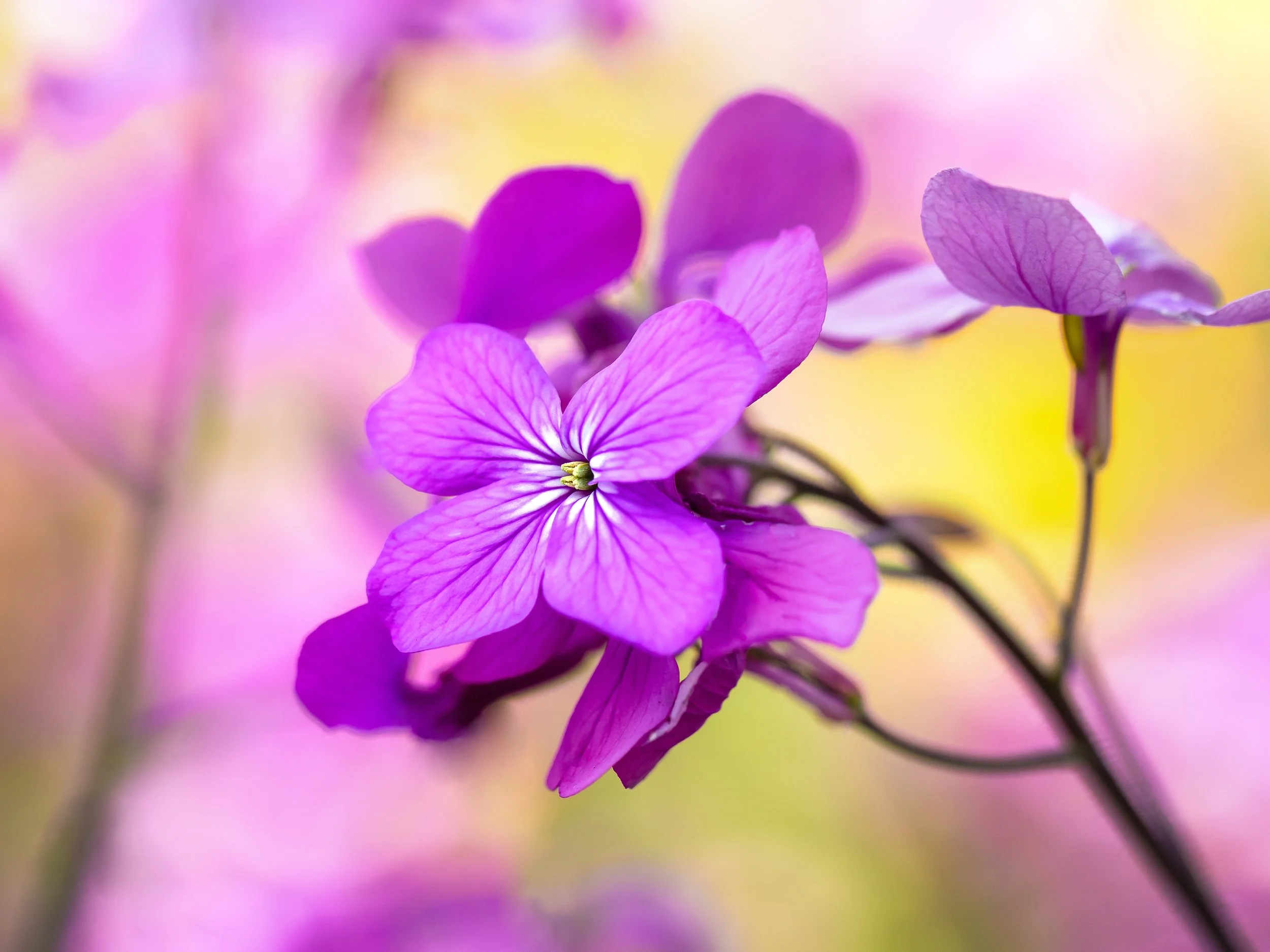 Purple honesty flower with four petals and pale veining.
