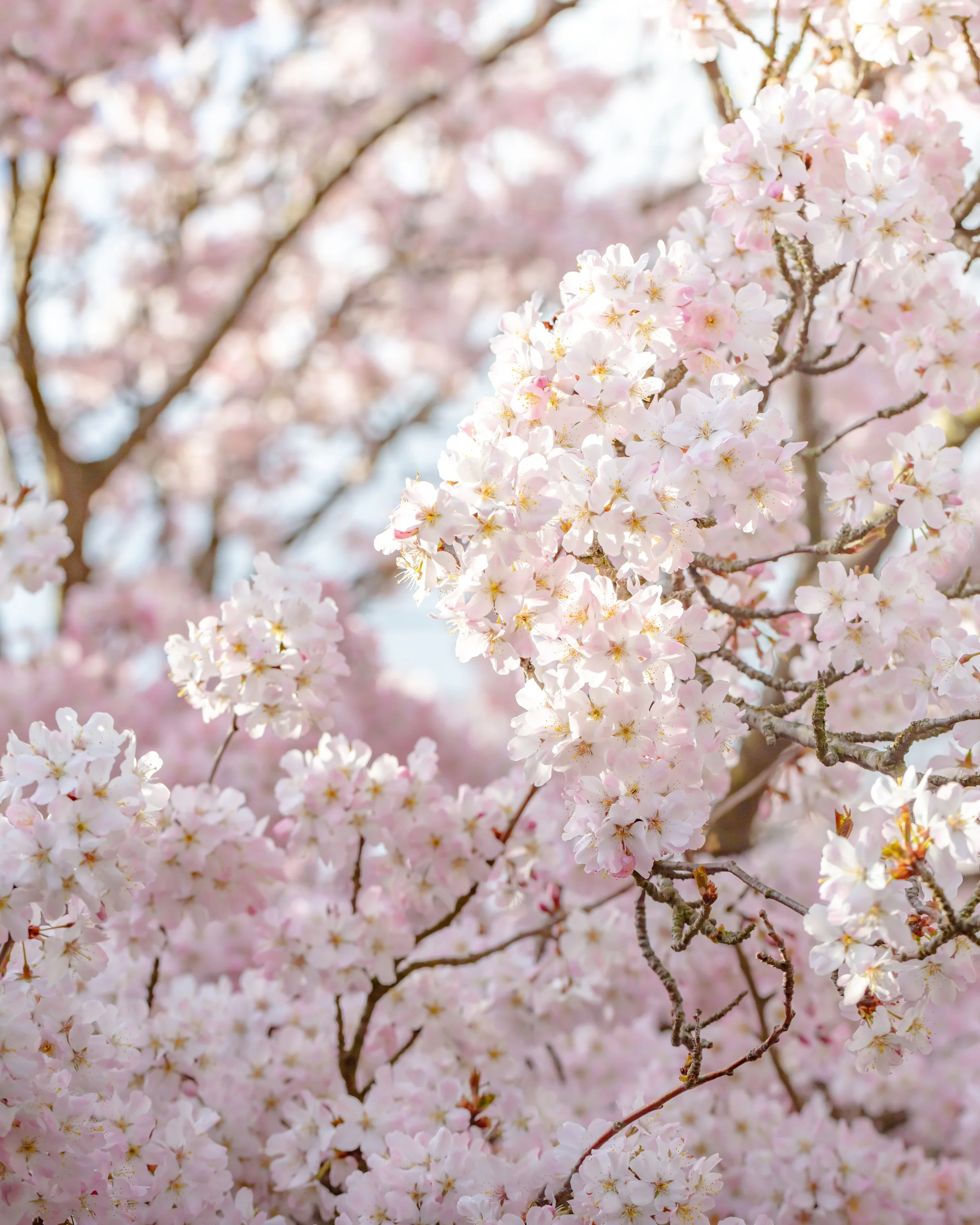 Pale pink cherry blossom flowers on tree branches.
