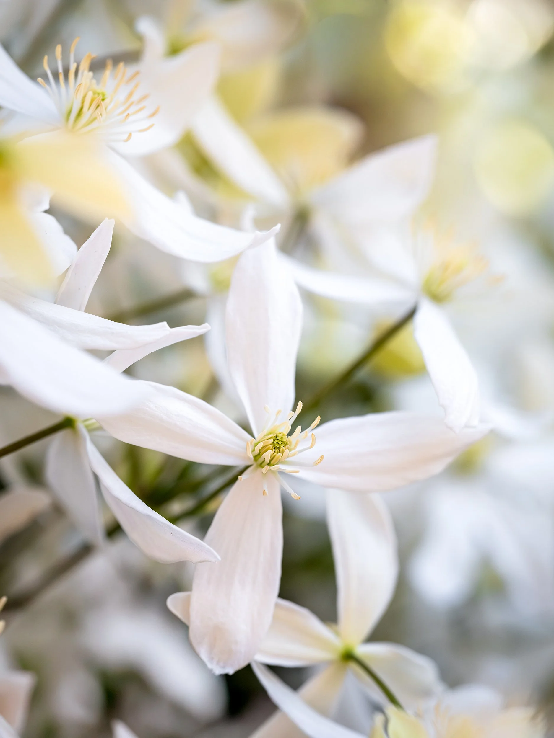 White clematis flowers with star-shaped petals and pale centres.