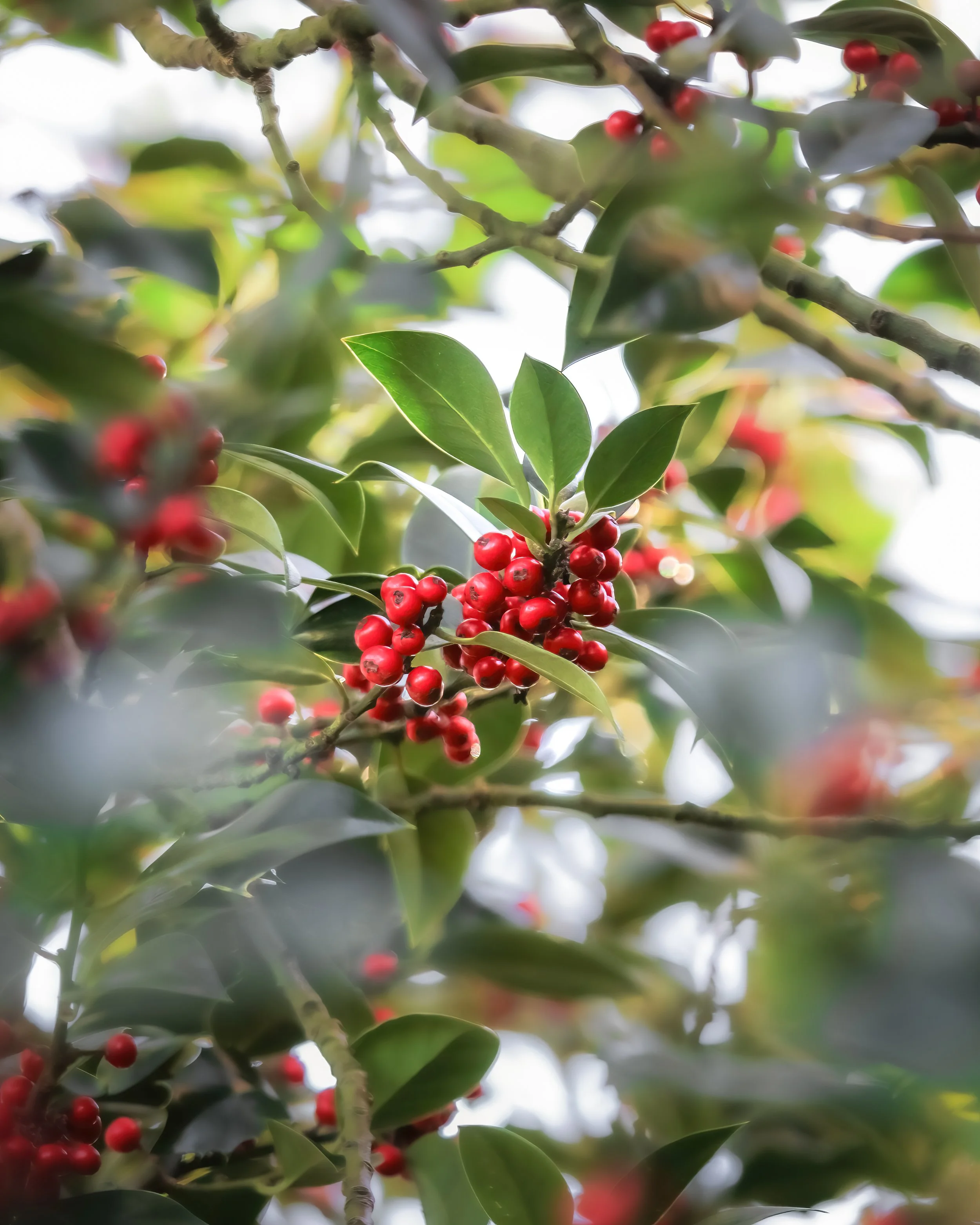 Holly with glossy green leaves and clusters of red berries.