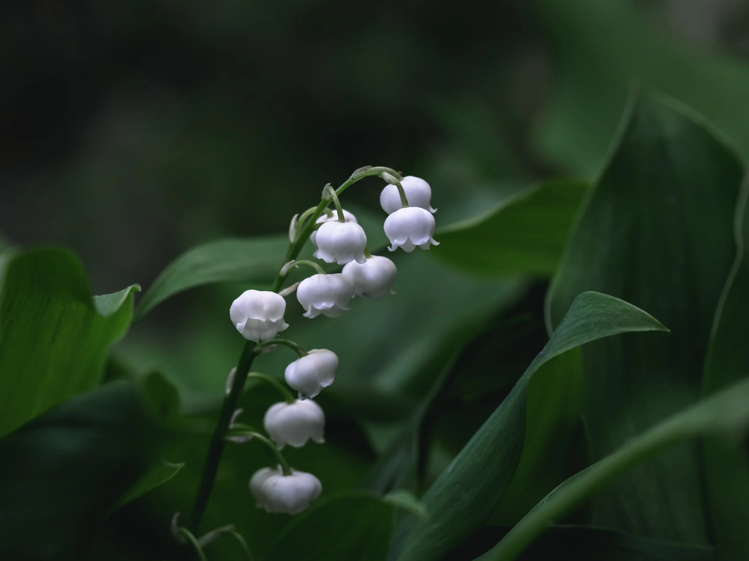 Lily of the valley with small white bell-shaped flowers on arching stems.
