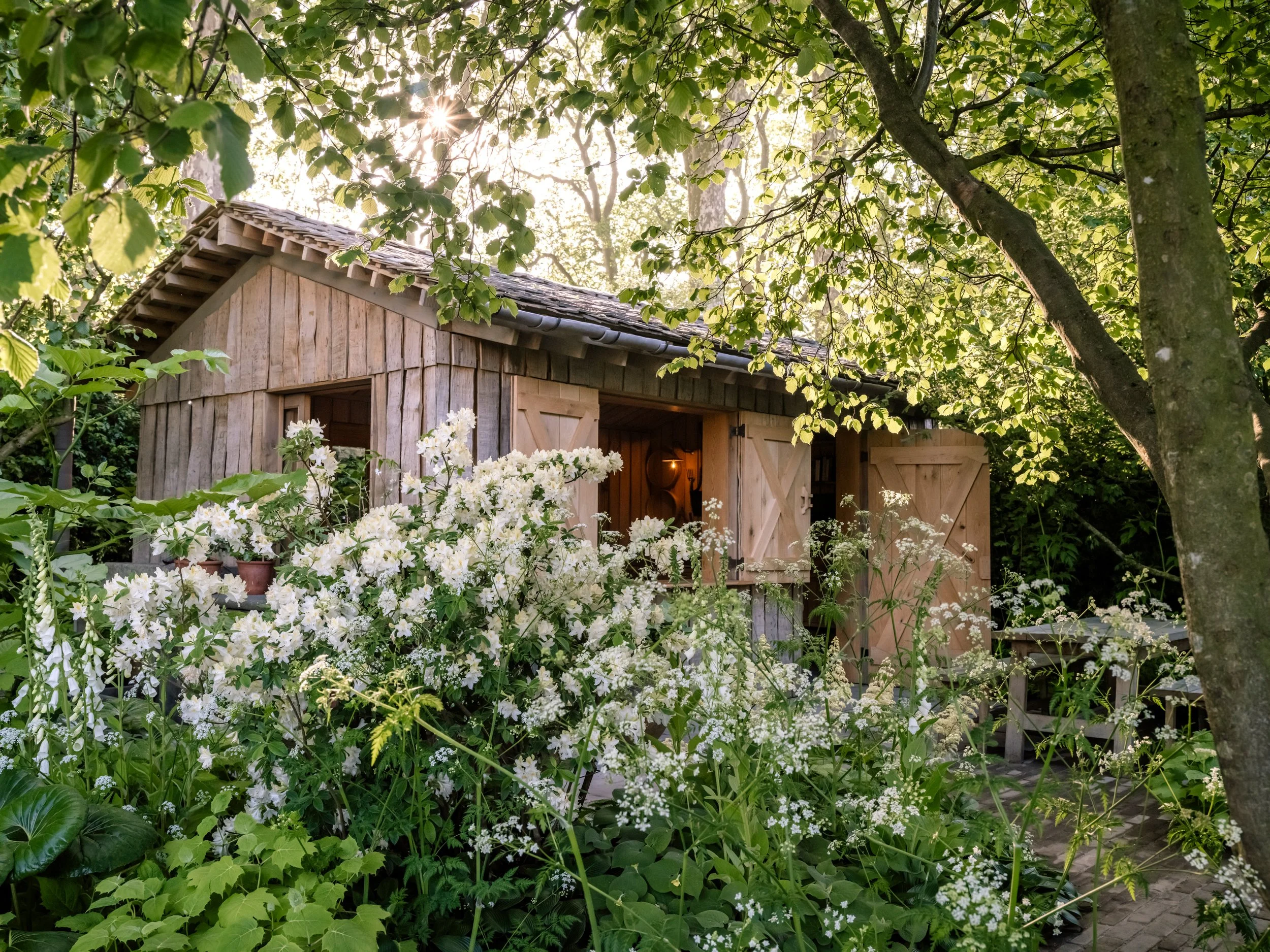 Woodland garden shed with white flowering shrubs and layered planting in National Garden Scheme show garden at RHS Chelsea Flower Show 2024 by Tom Stuart-Smith