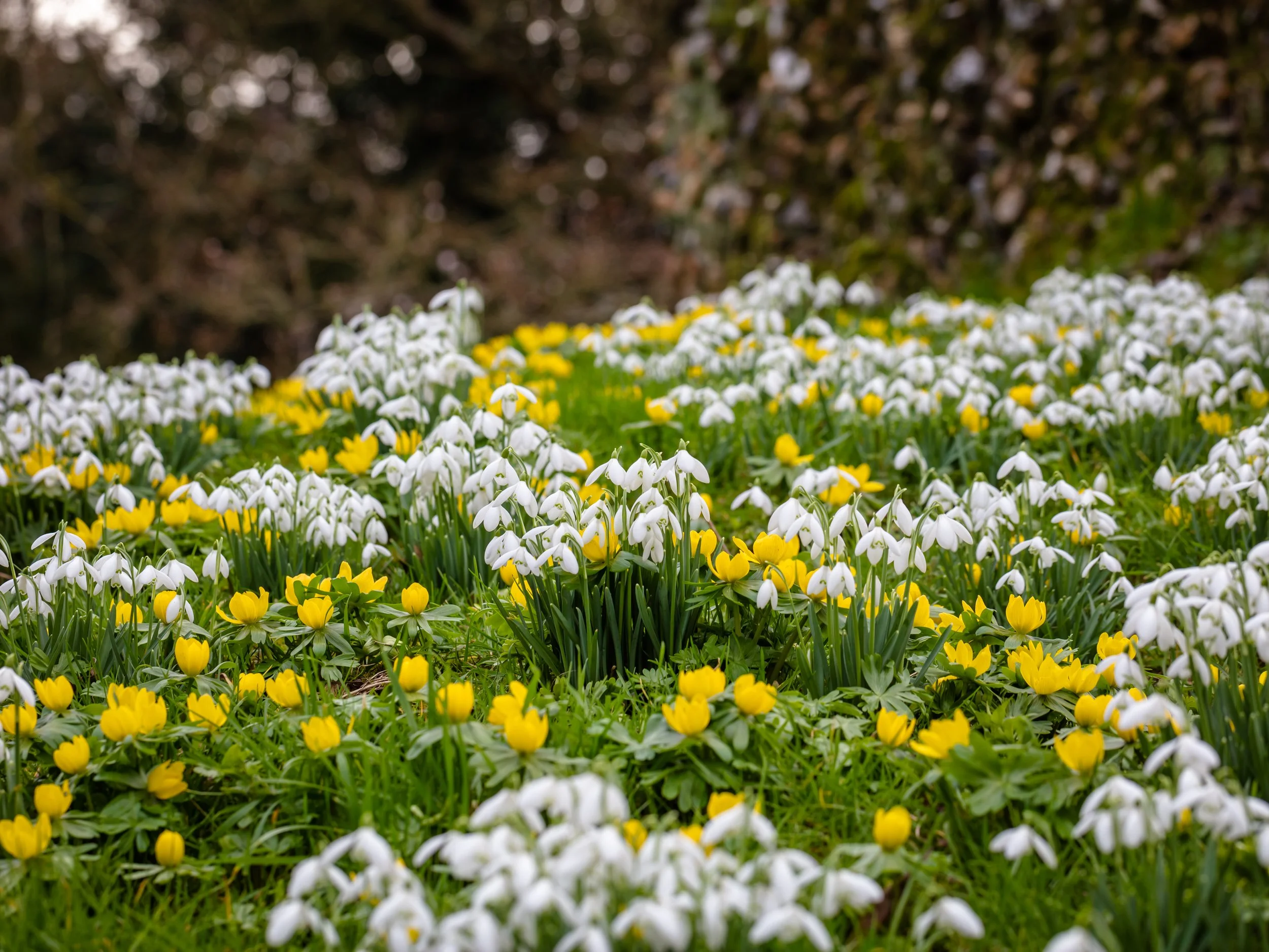 Drifts of snowdrops and yellow flowers growing together in grass.