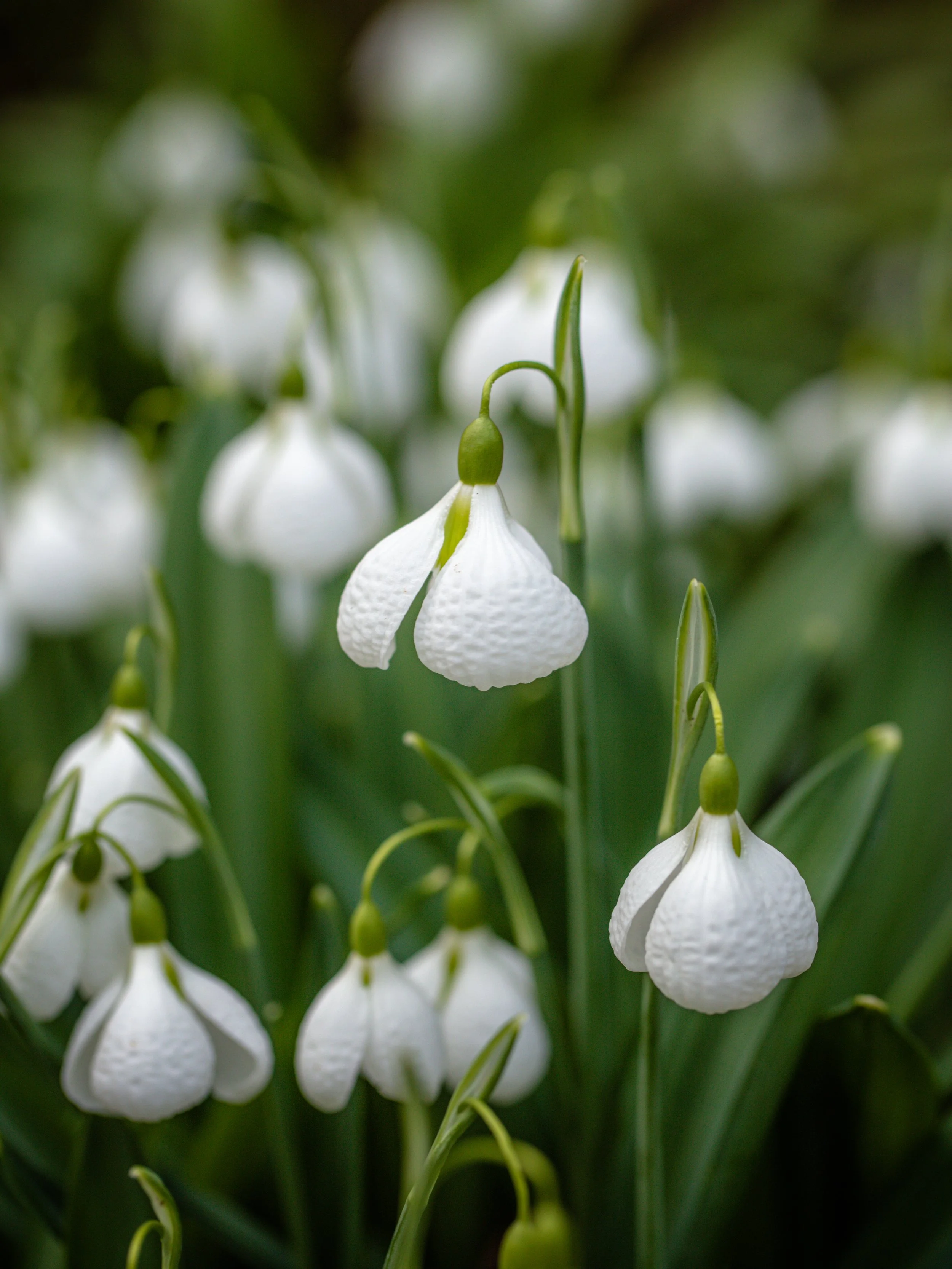 Snowdrops with layered white petals hanging from green stems.