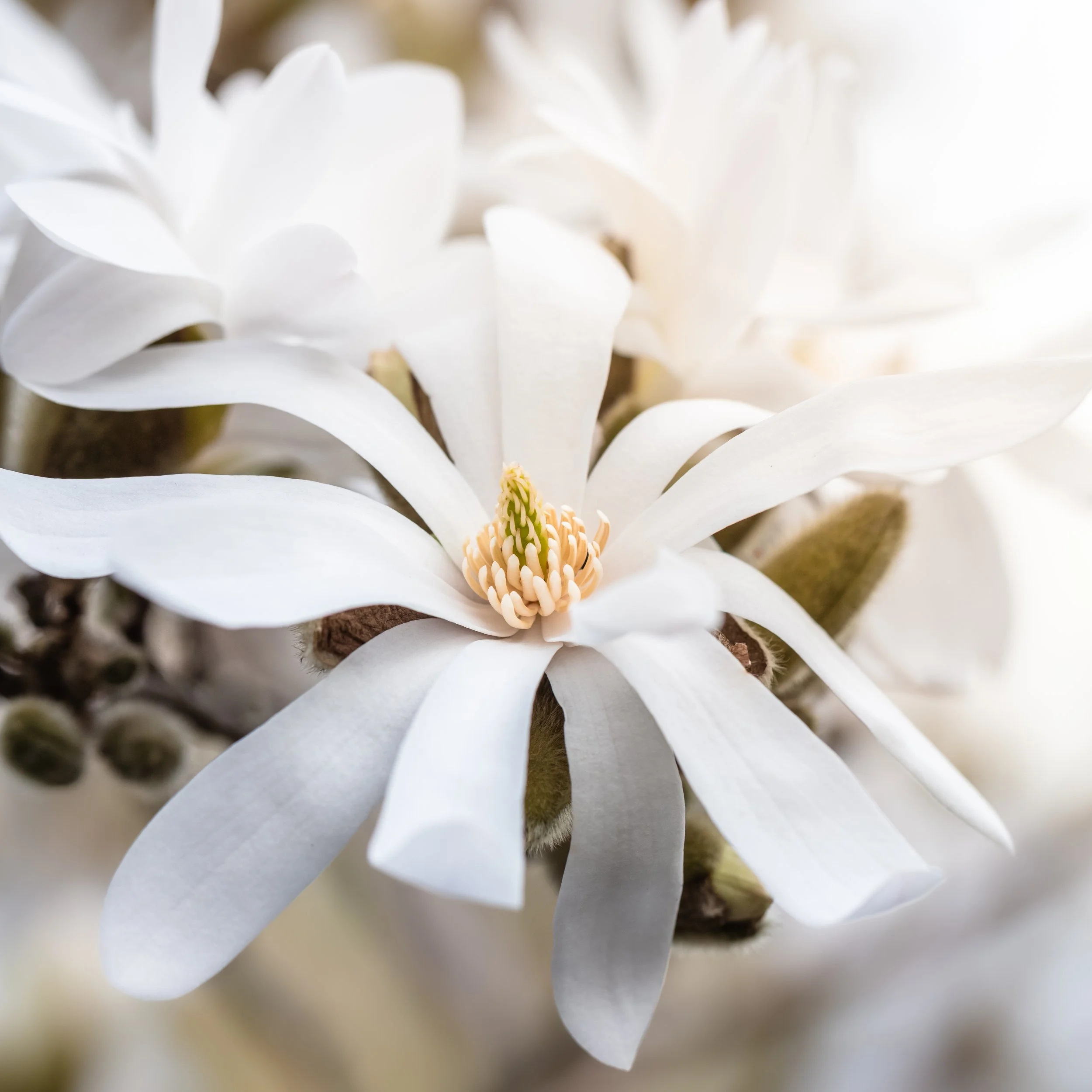 White star magnolia flower with long narrow petals and a pale central cone.