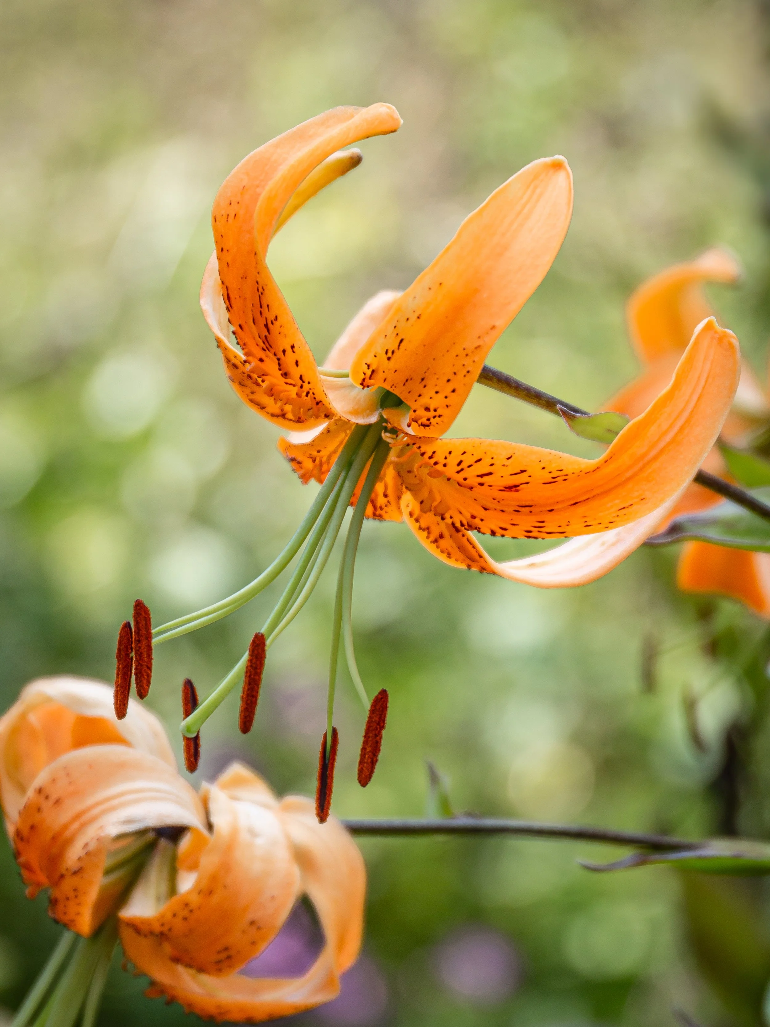 Orange tiger lily with recurved petals and dark spots with prominent stamens.