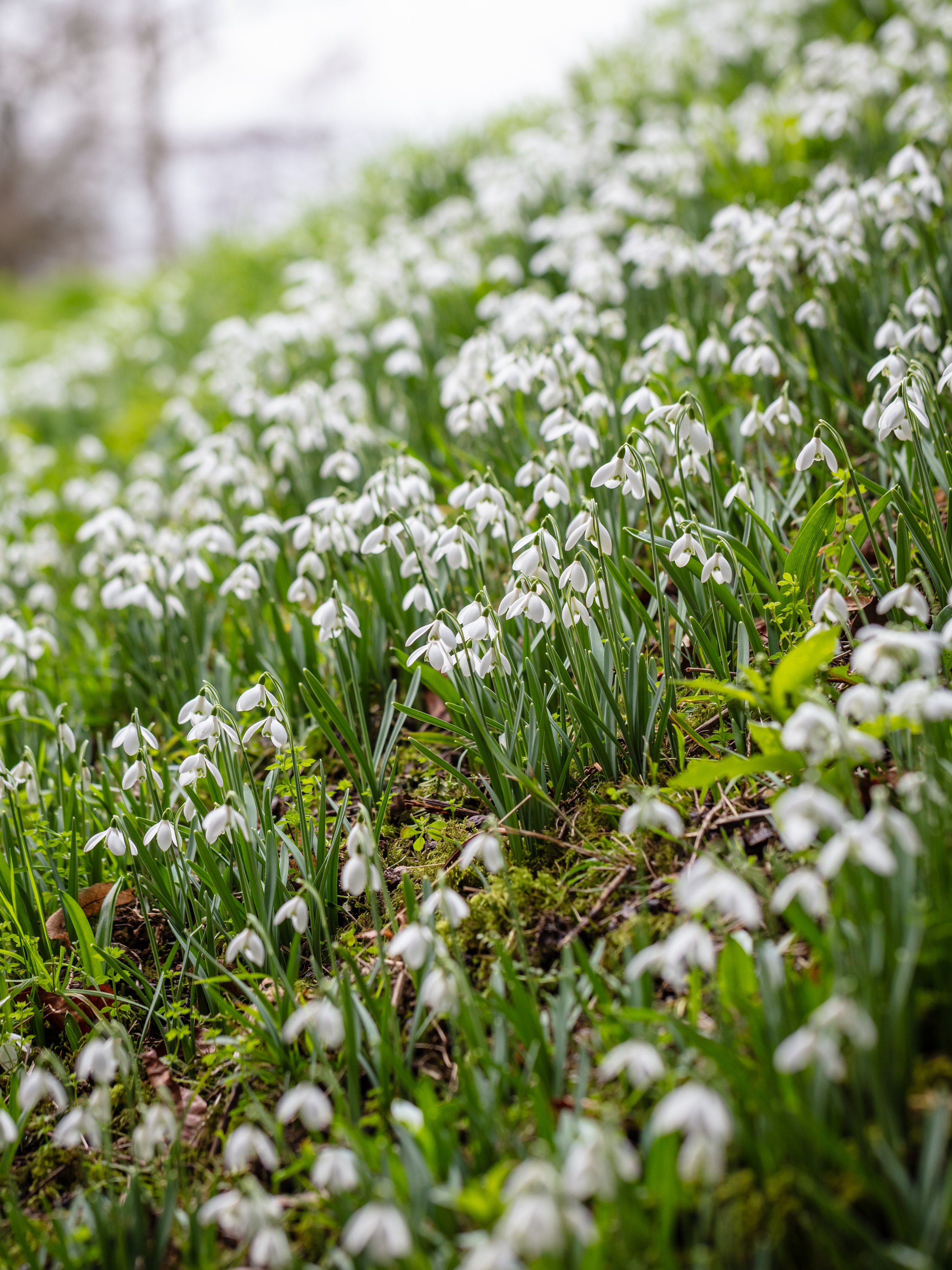 Drifts of snowdrops with white nodding flowers growing densely in grass.