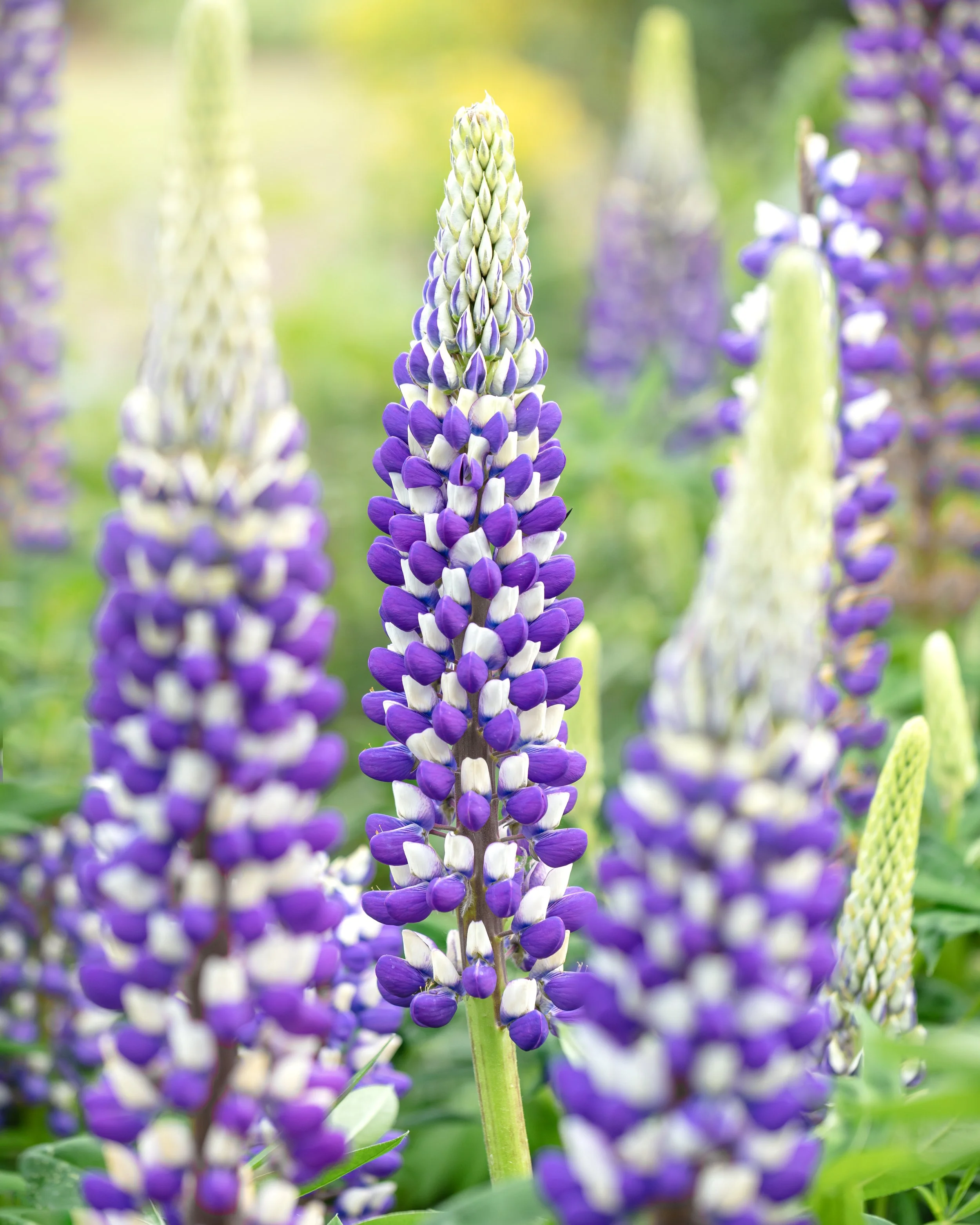 Purple and white lupin flowers on tall upright spikes.