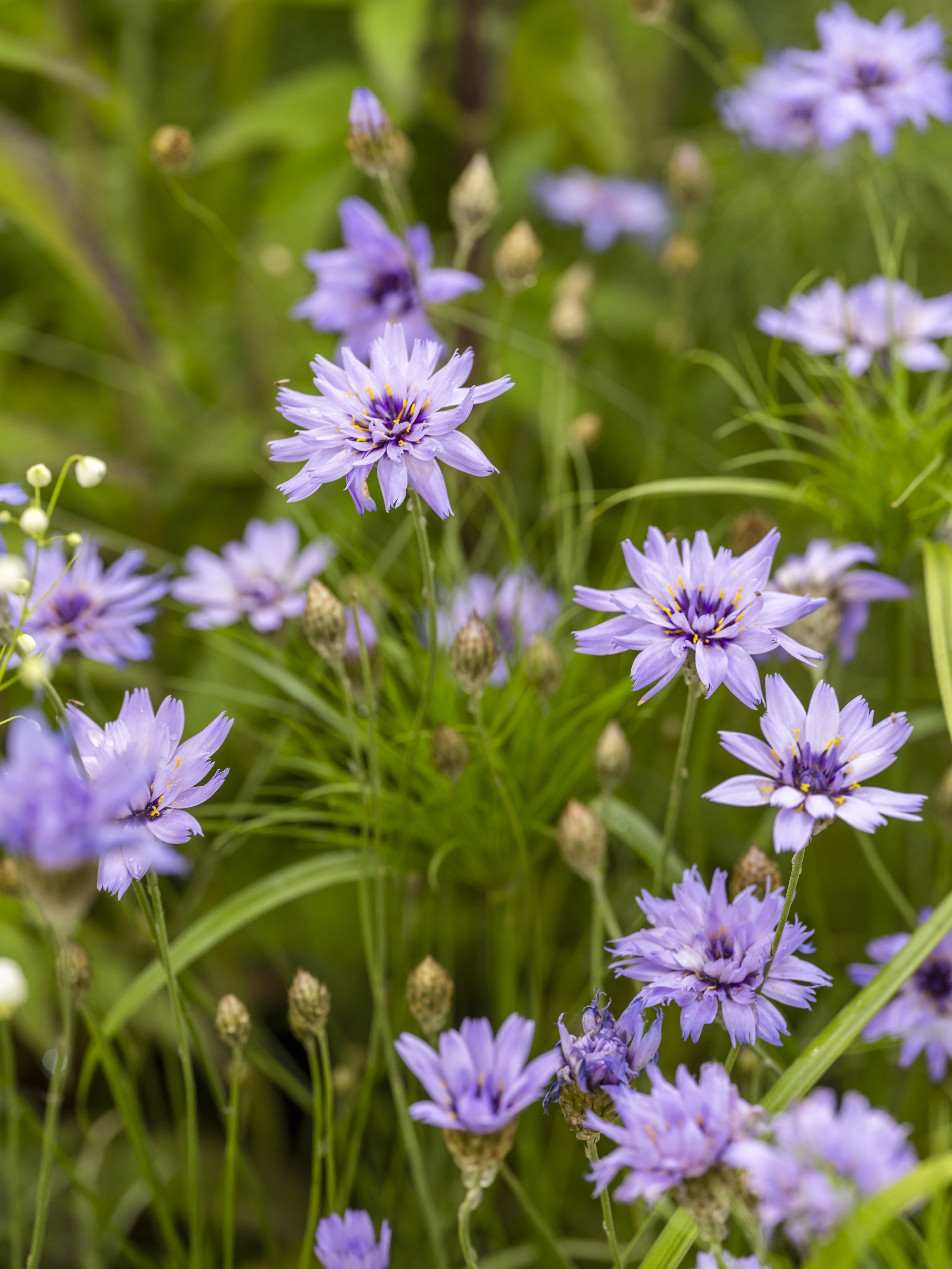 Purple catananche flowers with fringed petals and green grassy foliage.