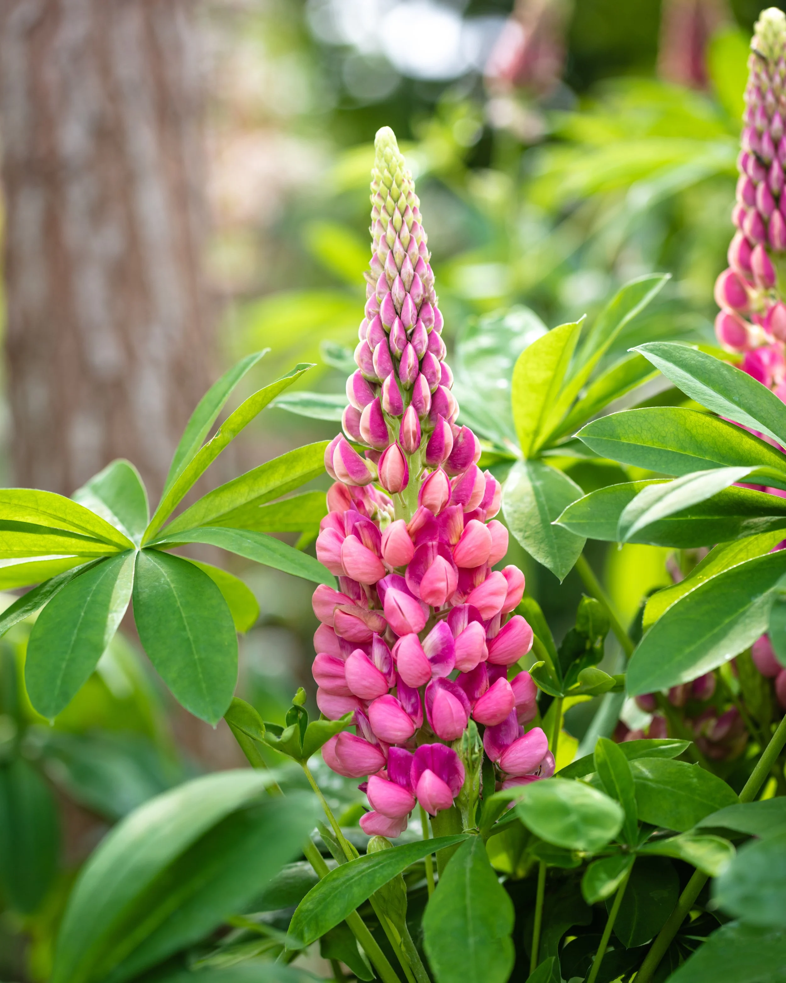 Pink lupin flowers on a tall upright spike with palmate green leaves.
