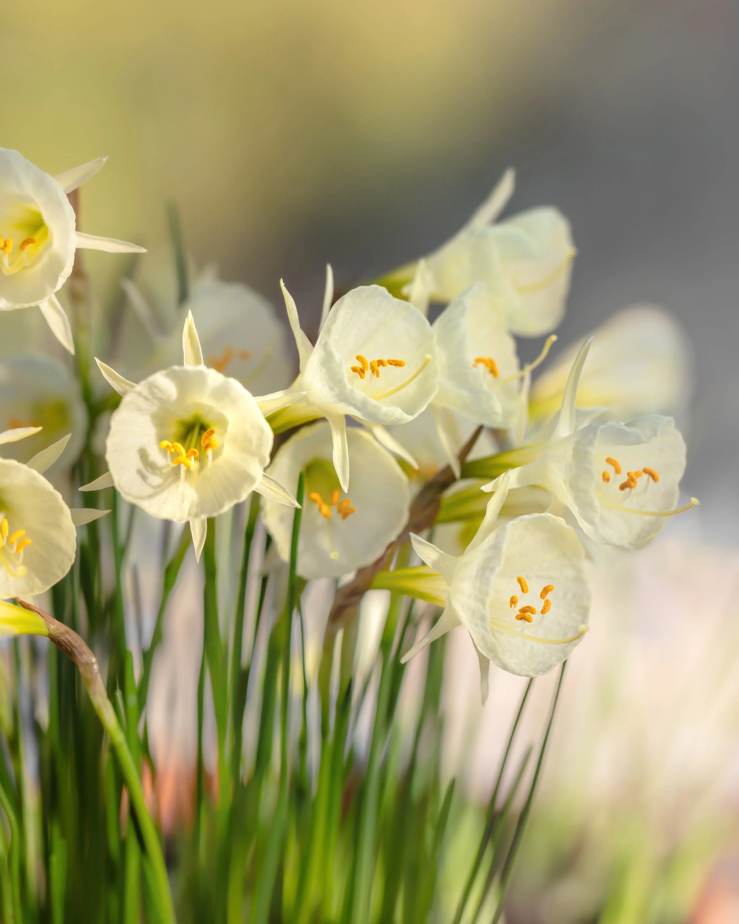 White narcissus flowers with trumpet centres and slender green stems.