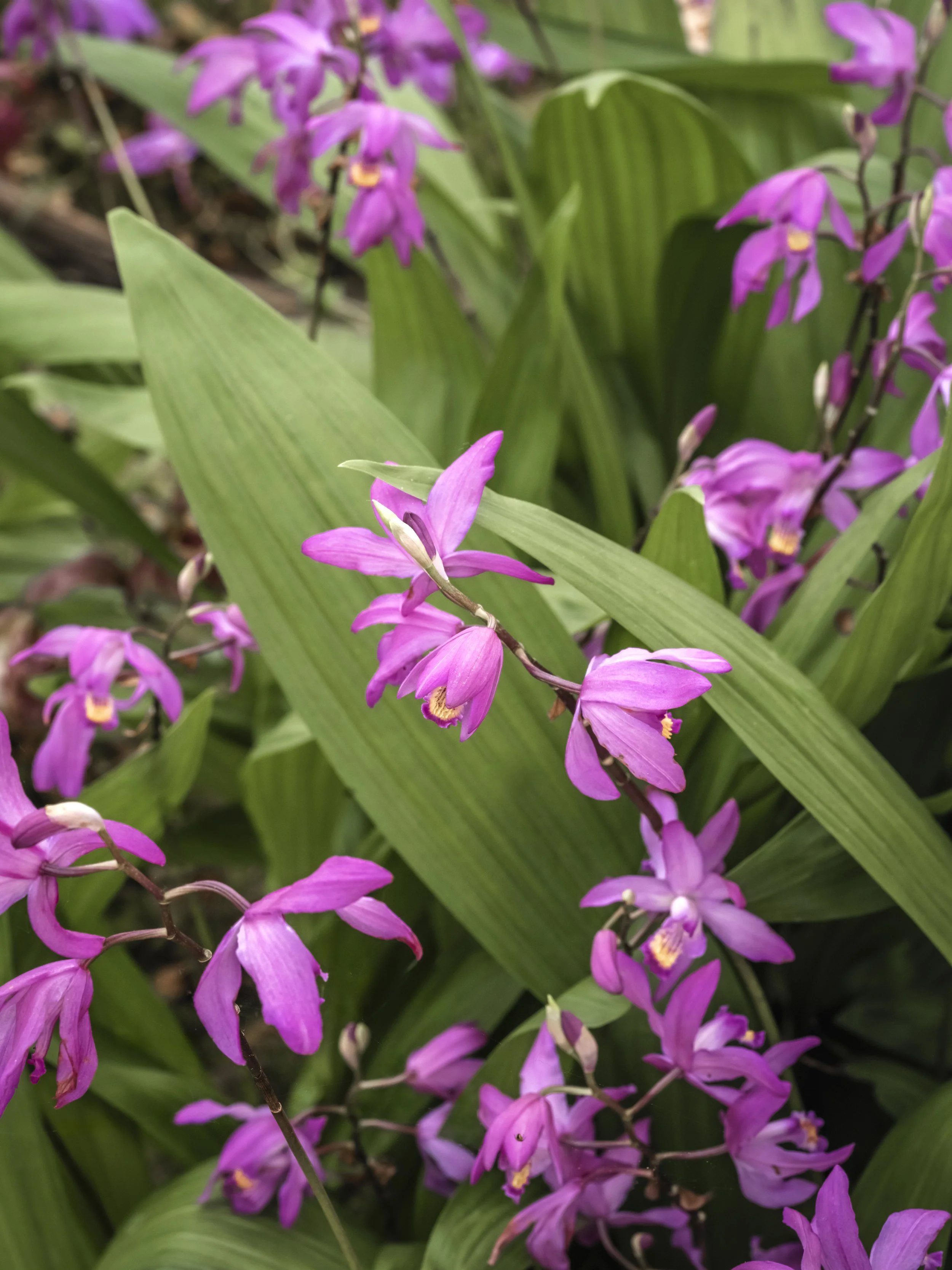 Pink pleione orchids with delicate flowers and broad green leaves.