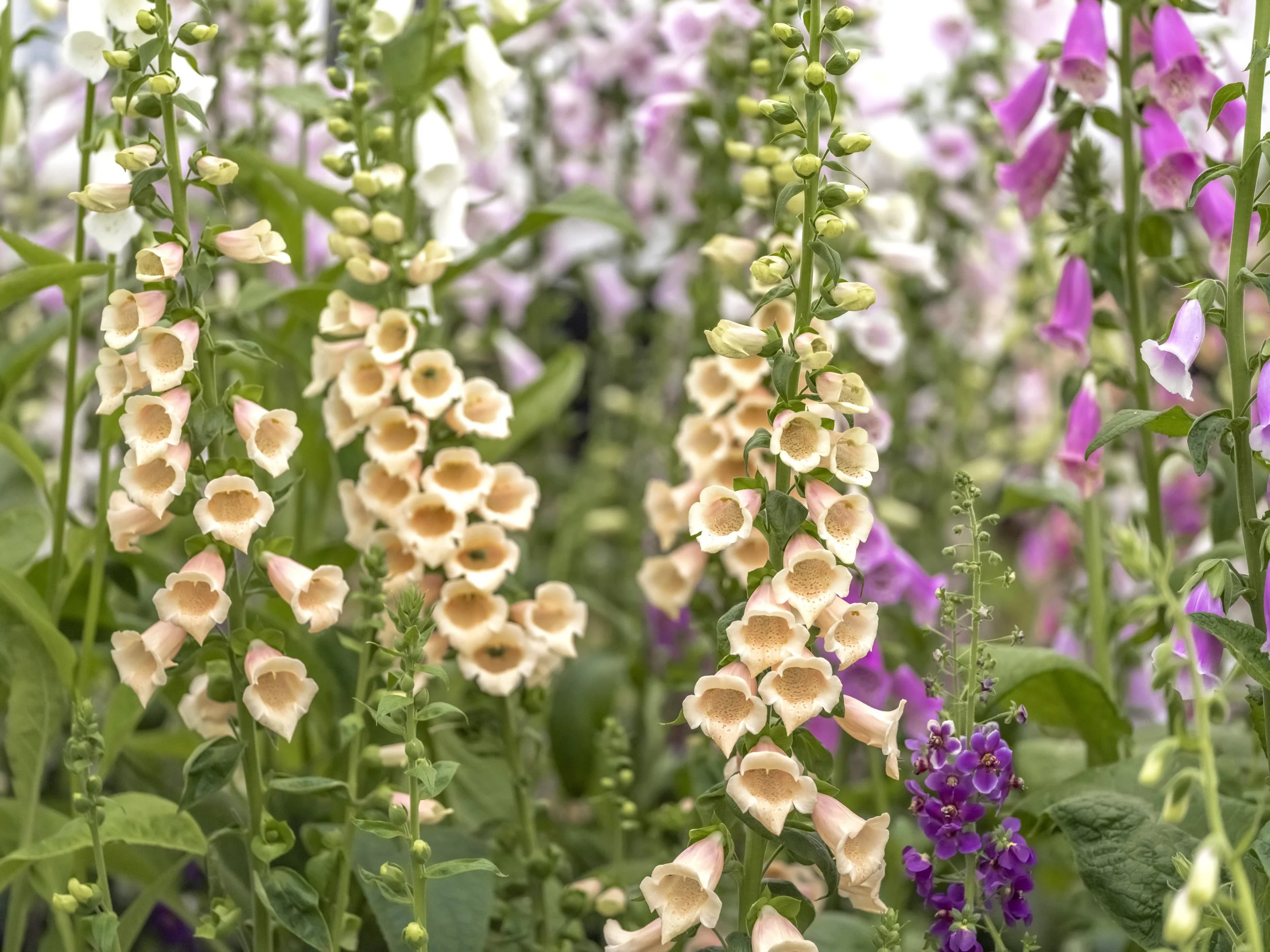 Apricot foxglove flowers with speckled throats on tall green stems.