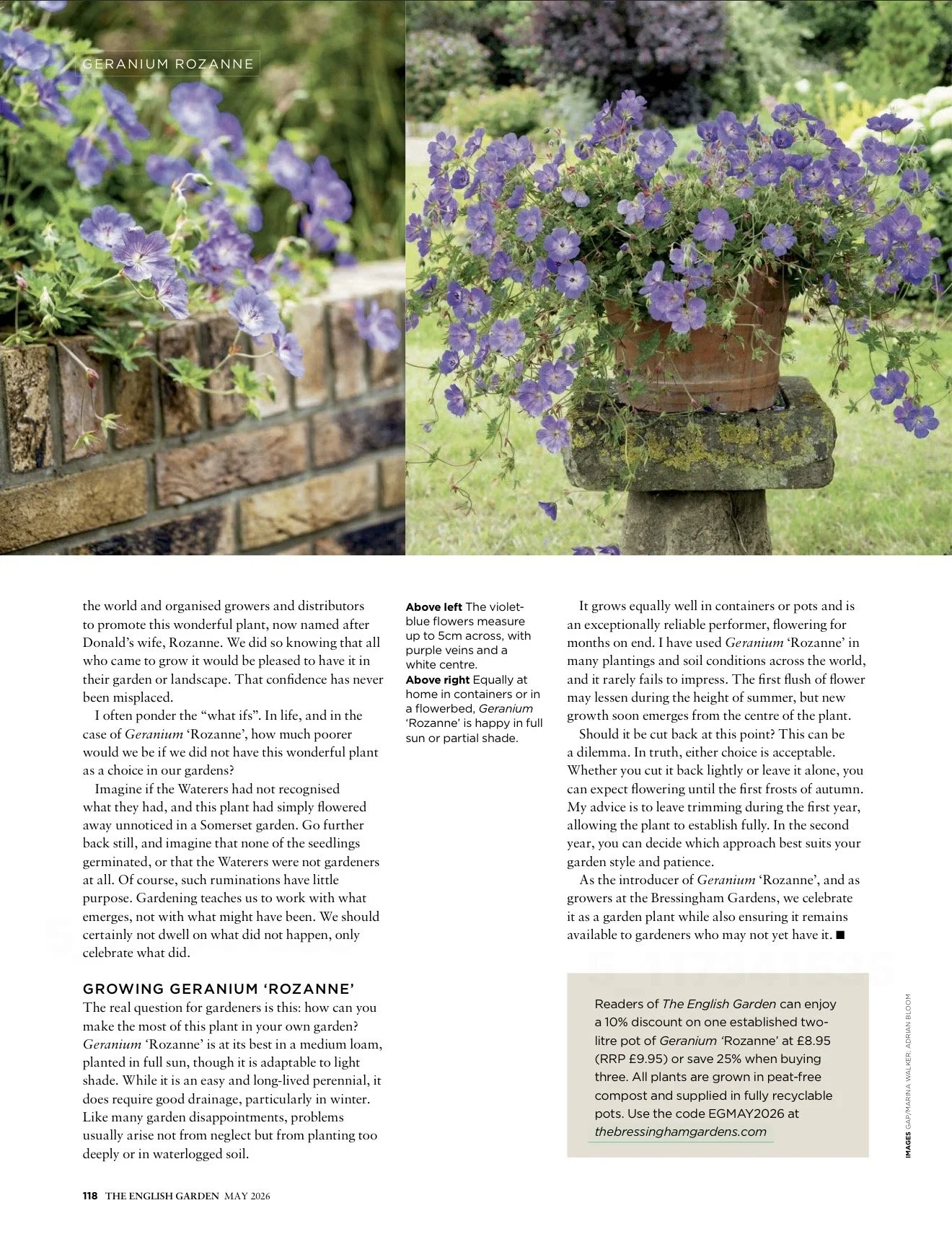 Side-by-side images of purple Geranium Rozanne plants, one growing over a brick wall and the other in a terracotta pot on a stone stand in a garden.