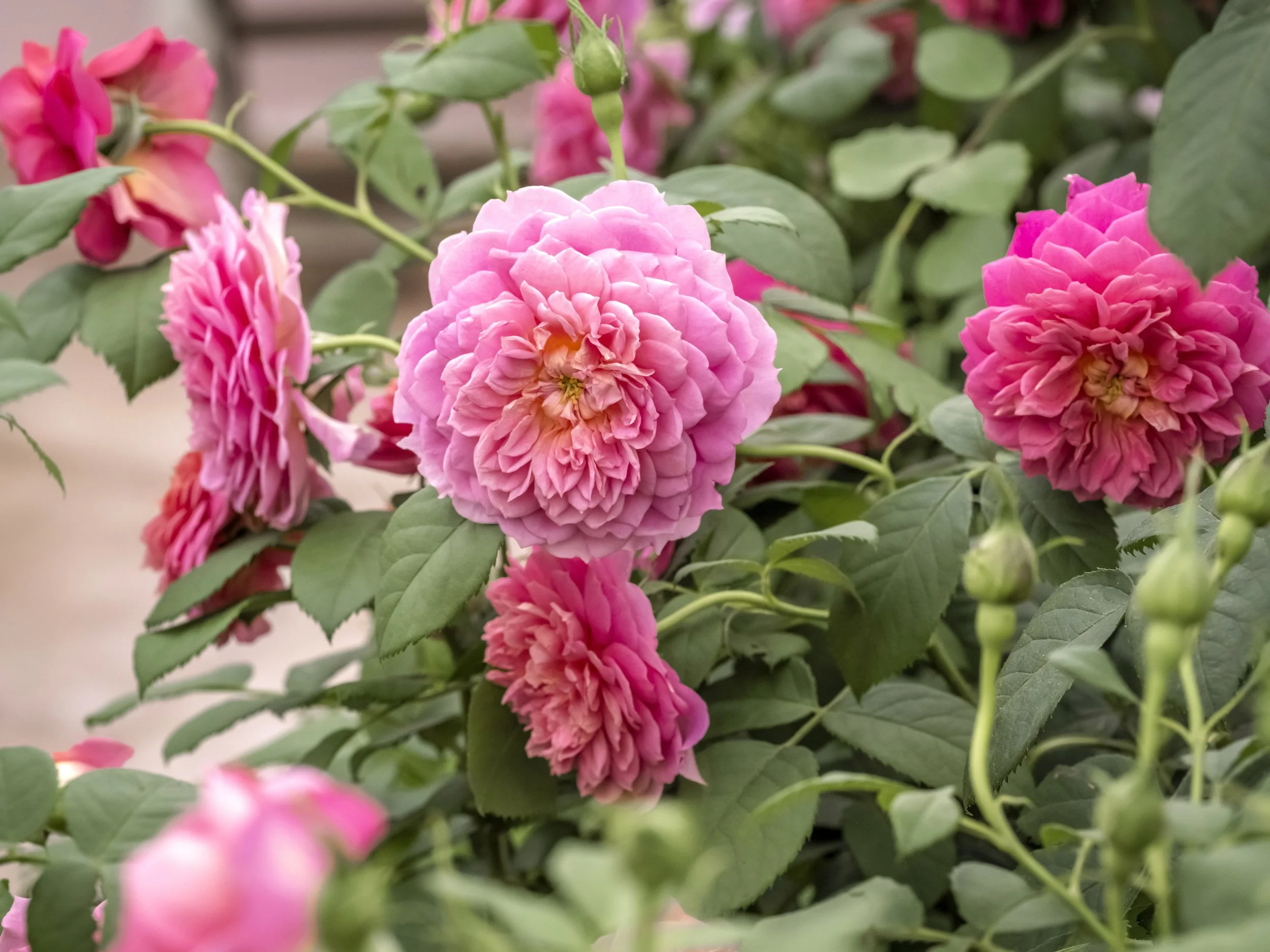 Pink rose with densely layered petals and green foliage.
