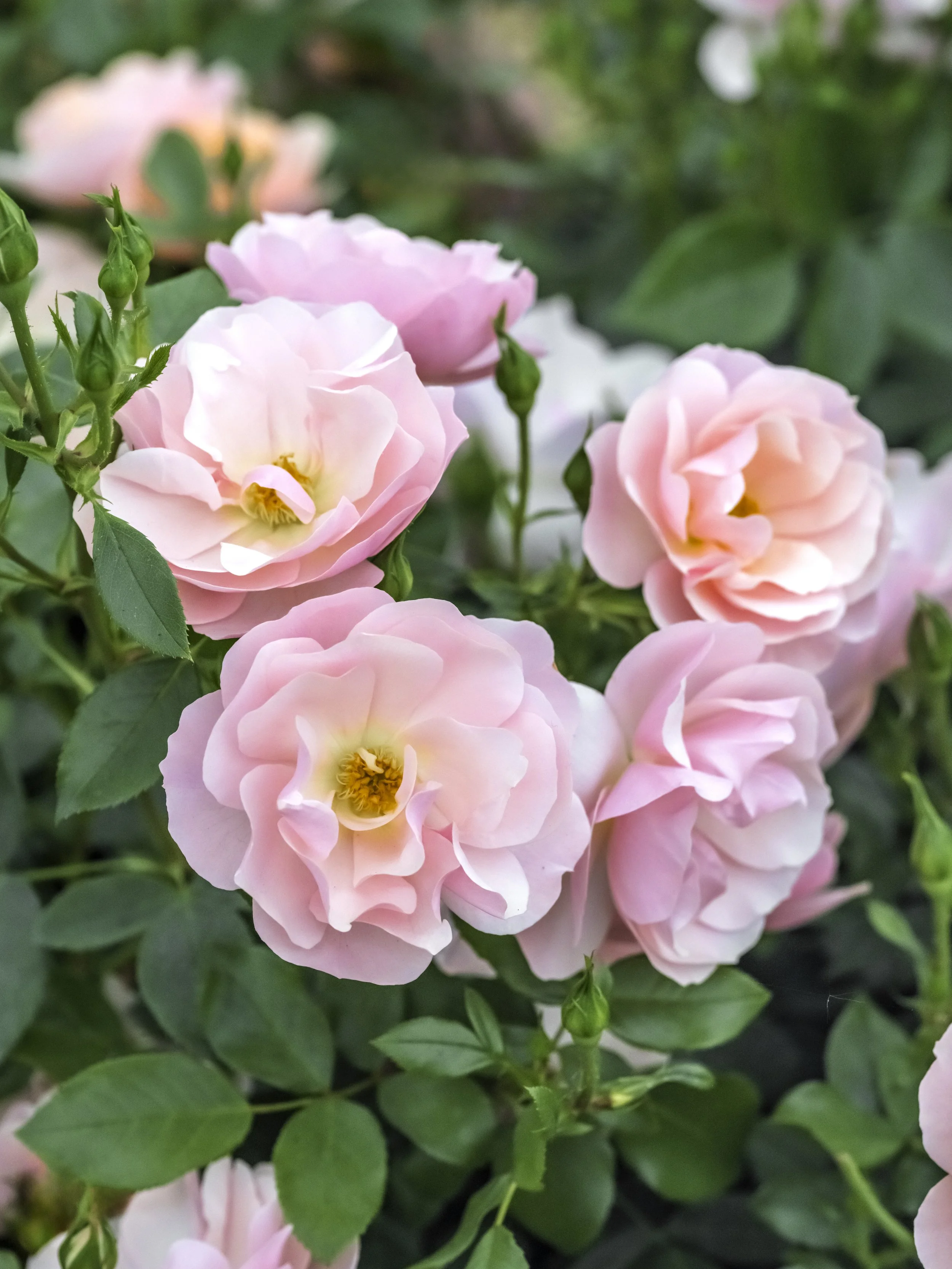 Pale pink roses with open centres and soft layered petals on green stems.