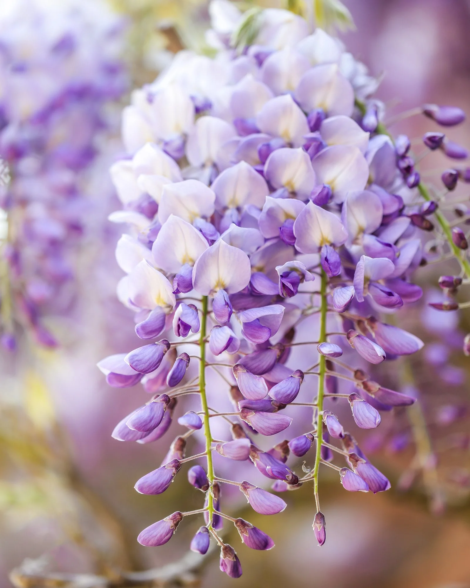 Lilac and pale purple wisteria flowers hanging in cascading racemes.