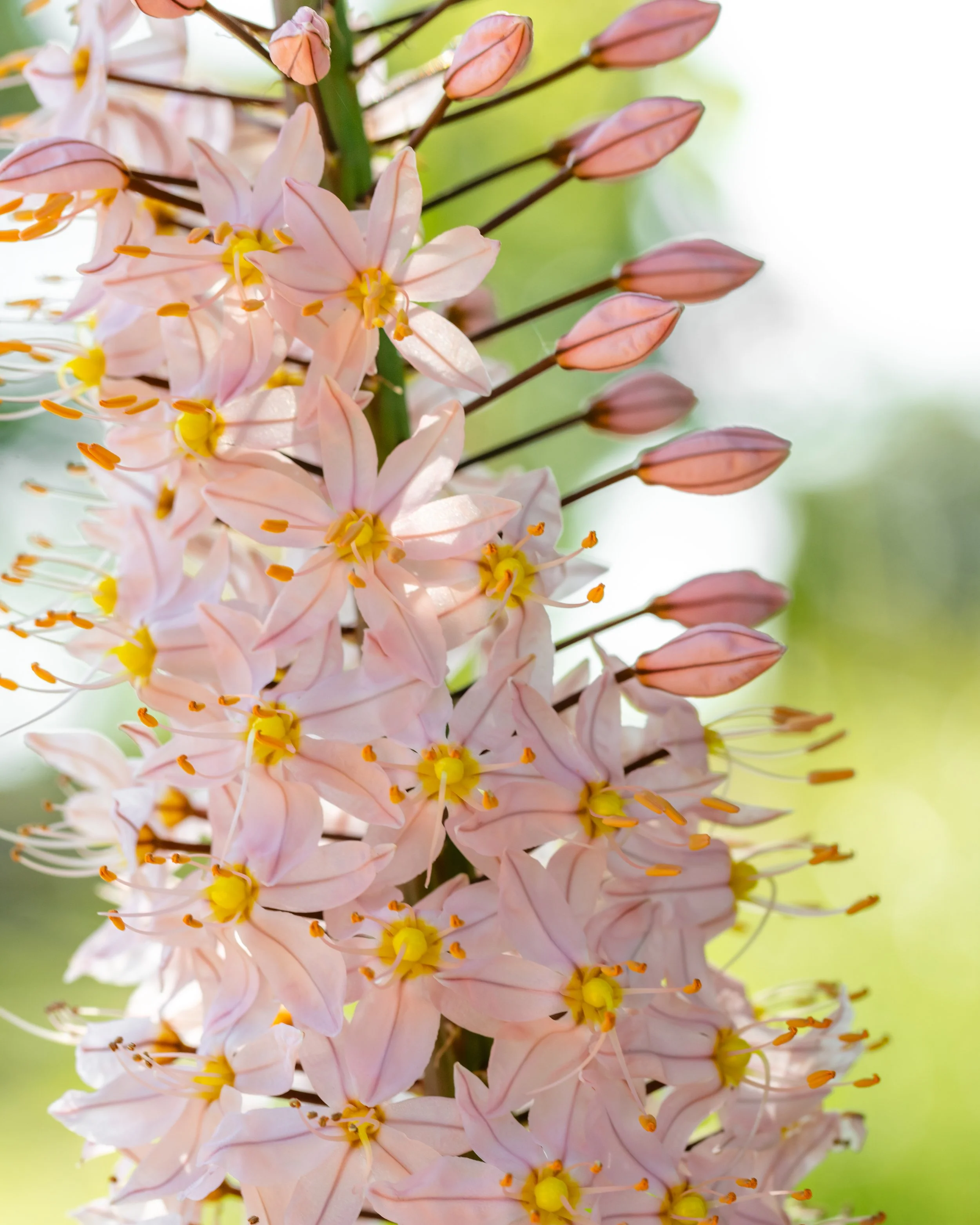 Pale pink eremurus flowers with star-shaped blooms on a tall central spike.