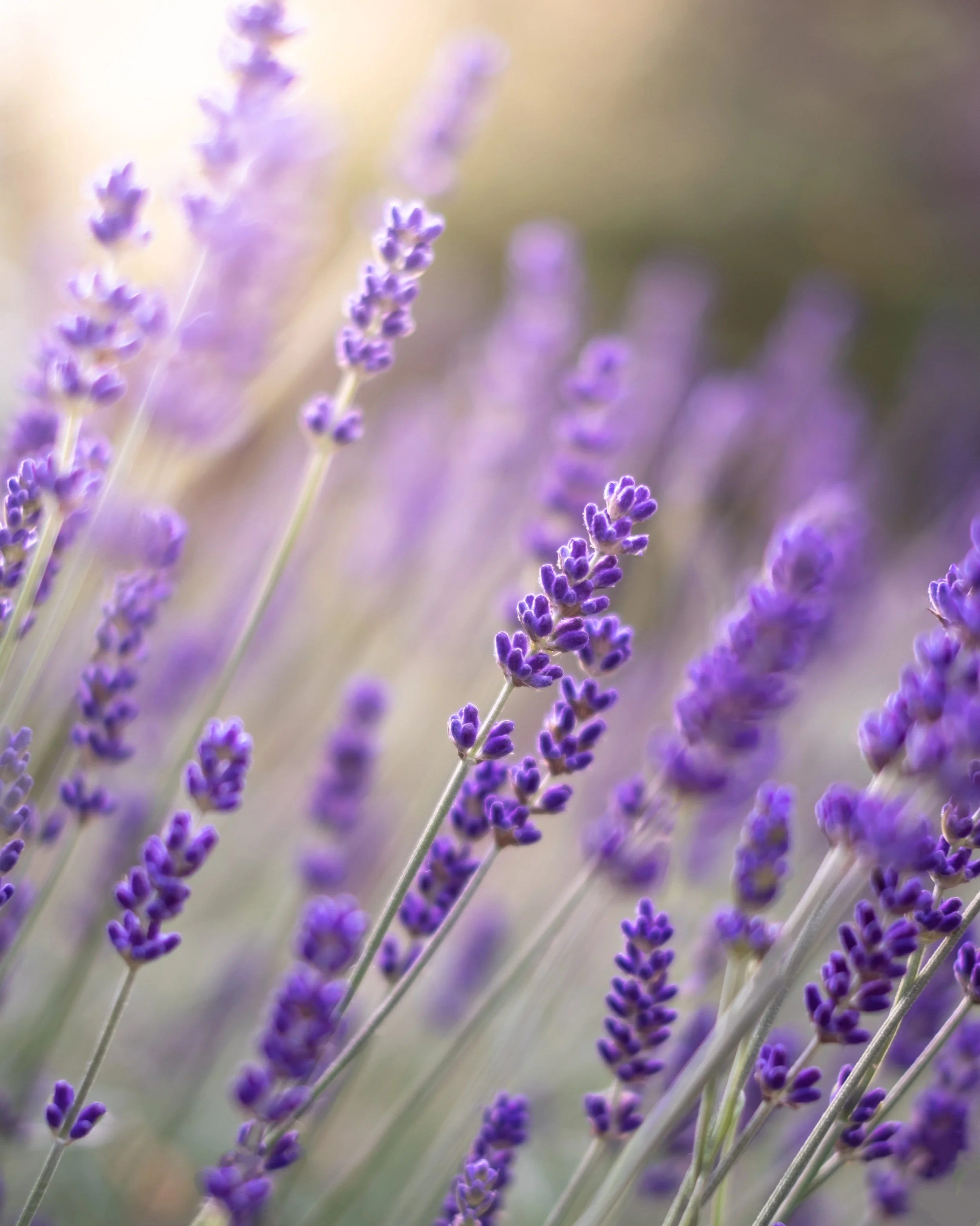 Lavender flowers on slender stems with soft purple flower spikes.
