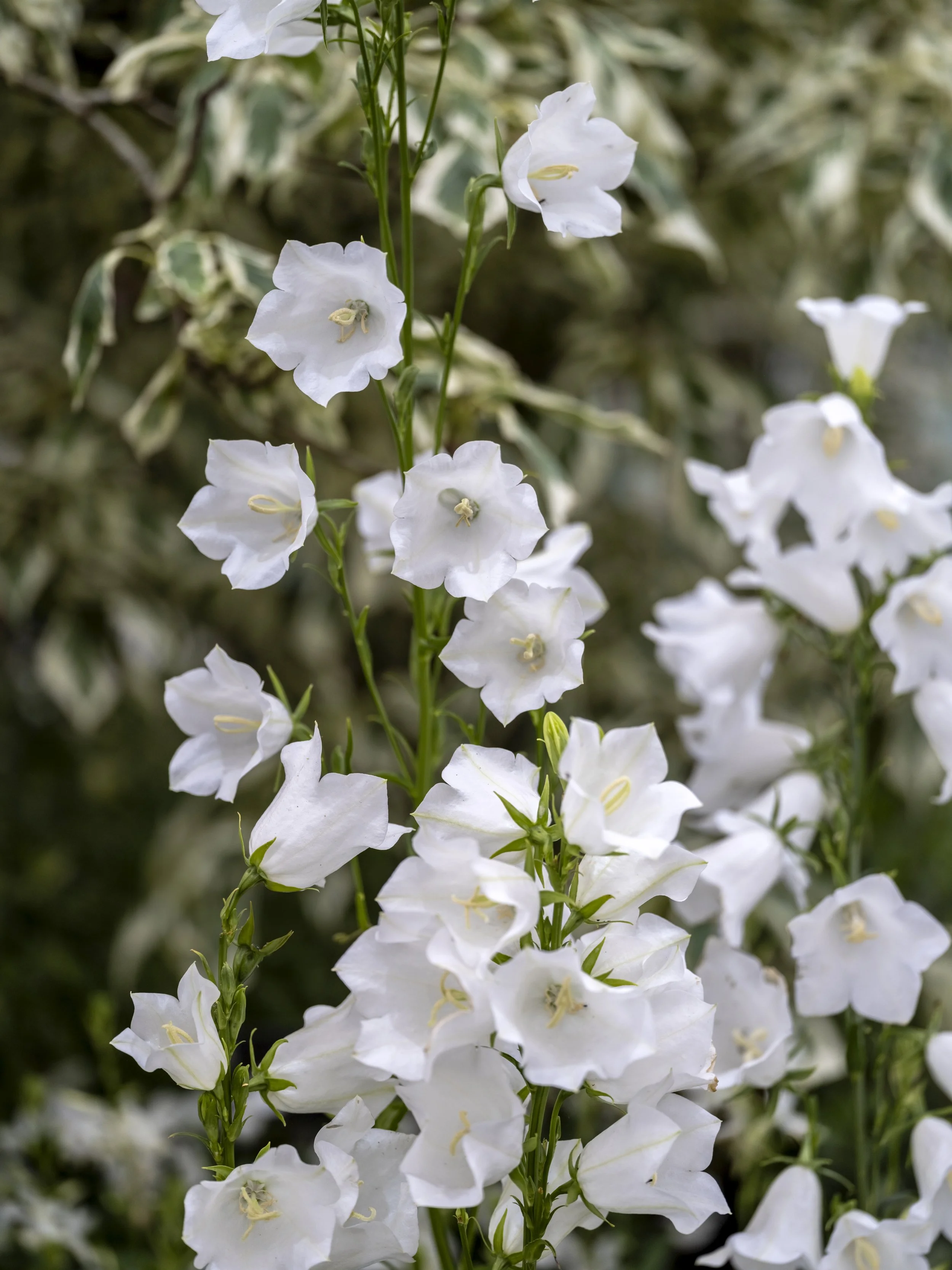 White bellflower flowers with star-shaped blooms on upright stems.