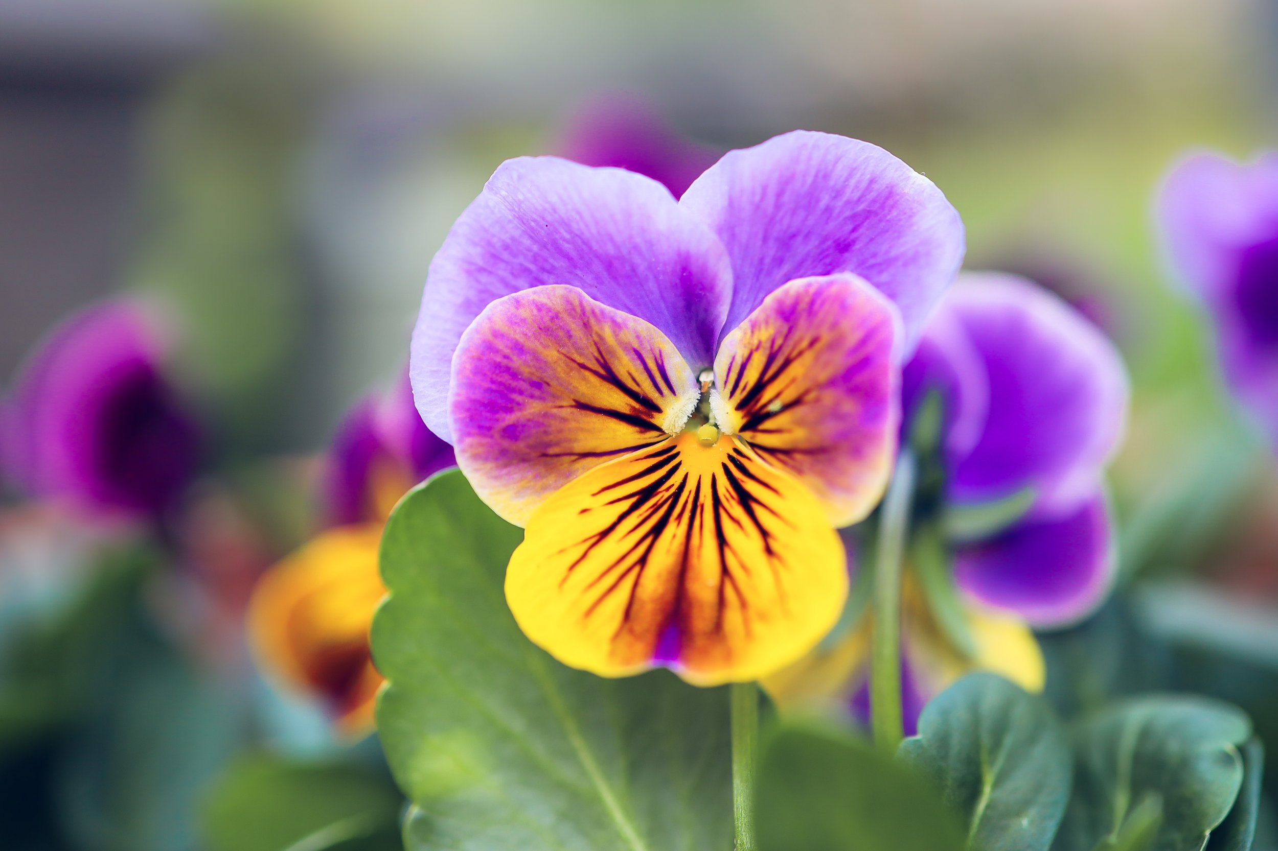 Purple and yellow pansy with dark veining and rounded petals.