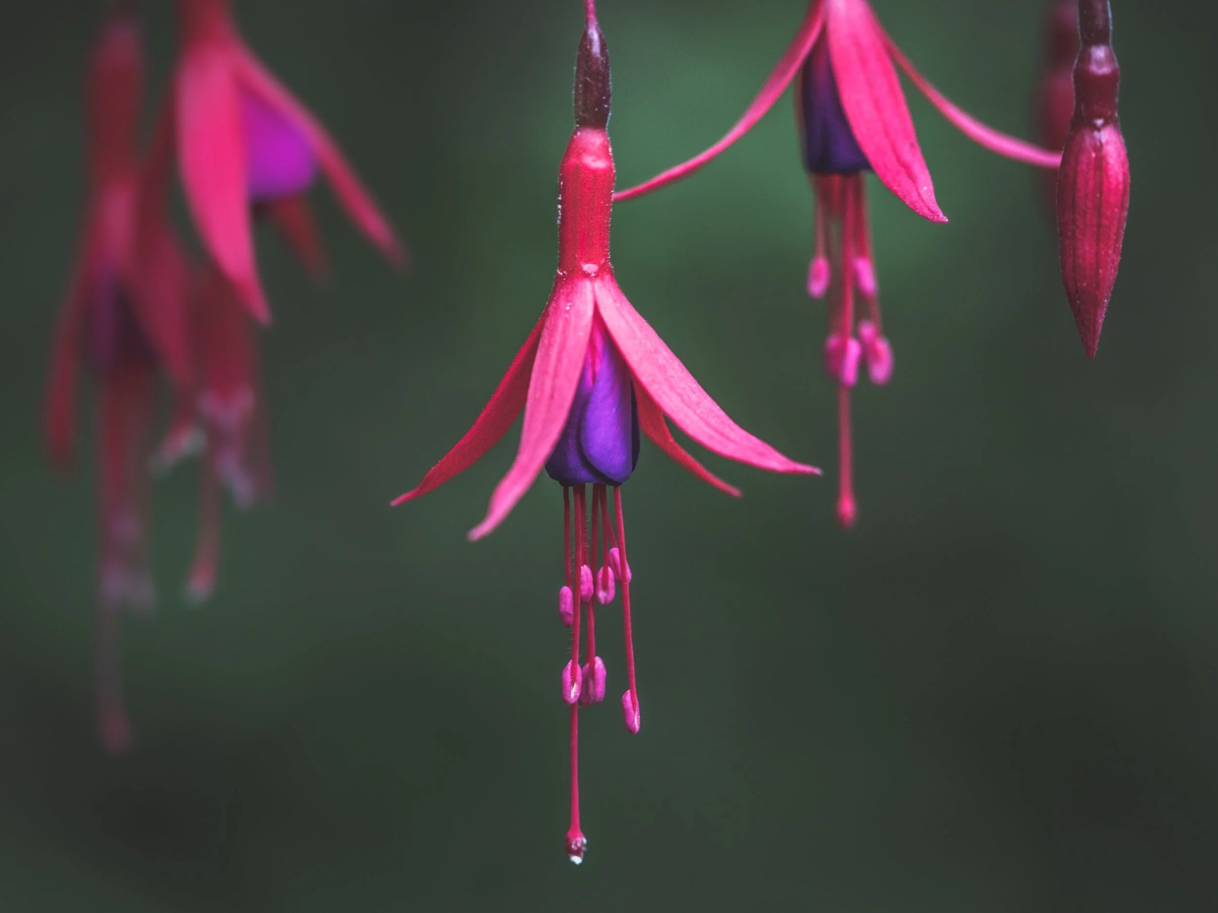 Pink and purple fuchsia flowers with long stamens hanging from slender stems.