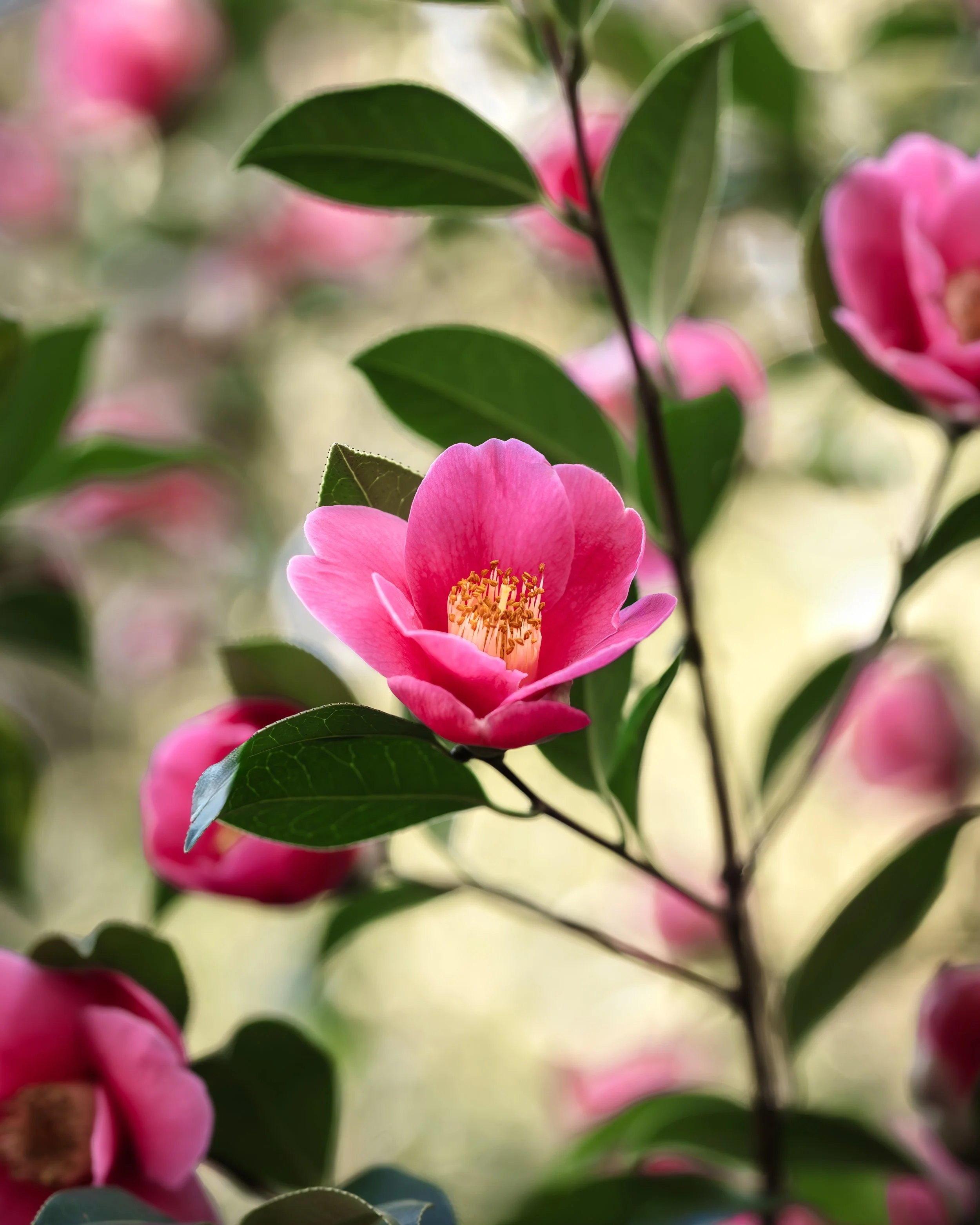 Pink camellia flower with yellow stamens and glossy green leaves.
