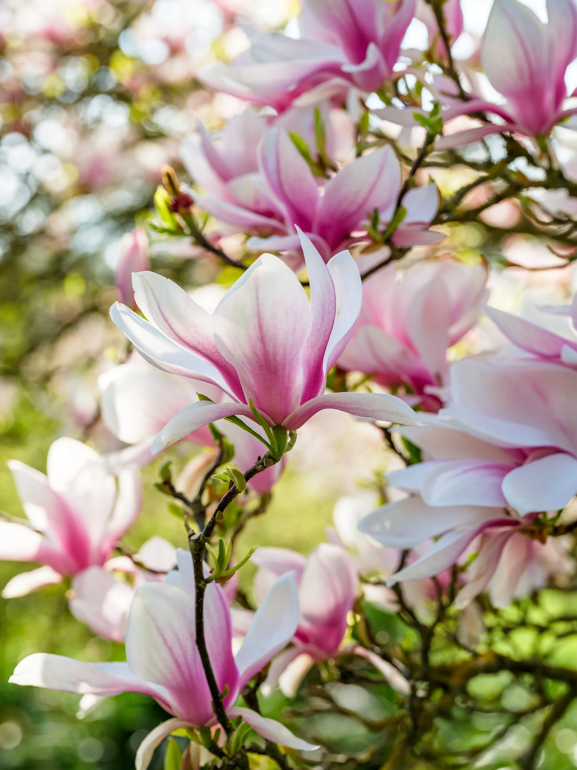 Pink magnolia flowers with white interiors on tree branches.