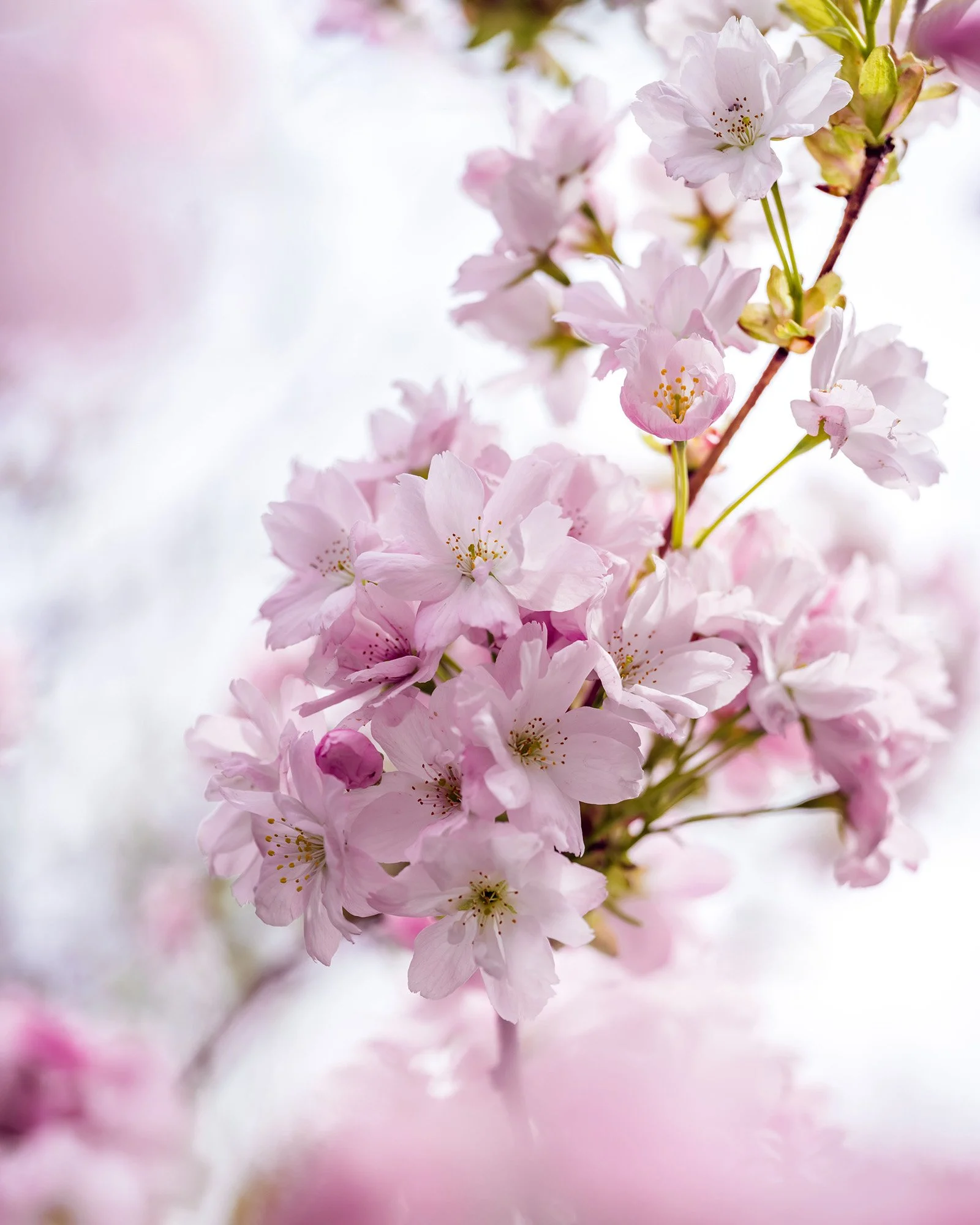 Pale pink cherry blossom flowers clustered on tree branches.