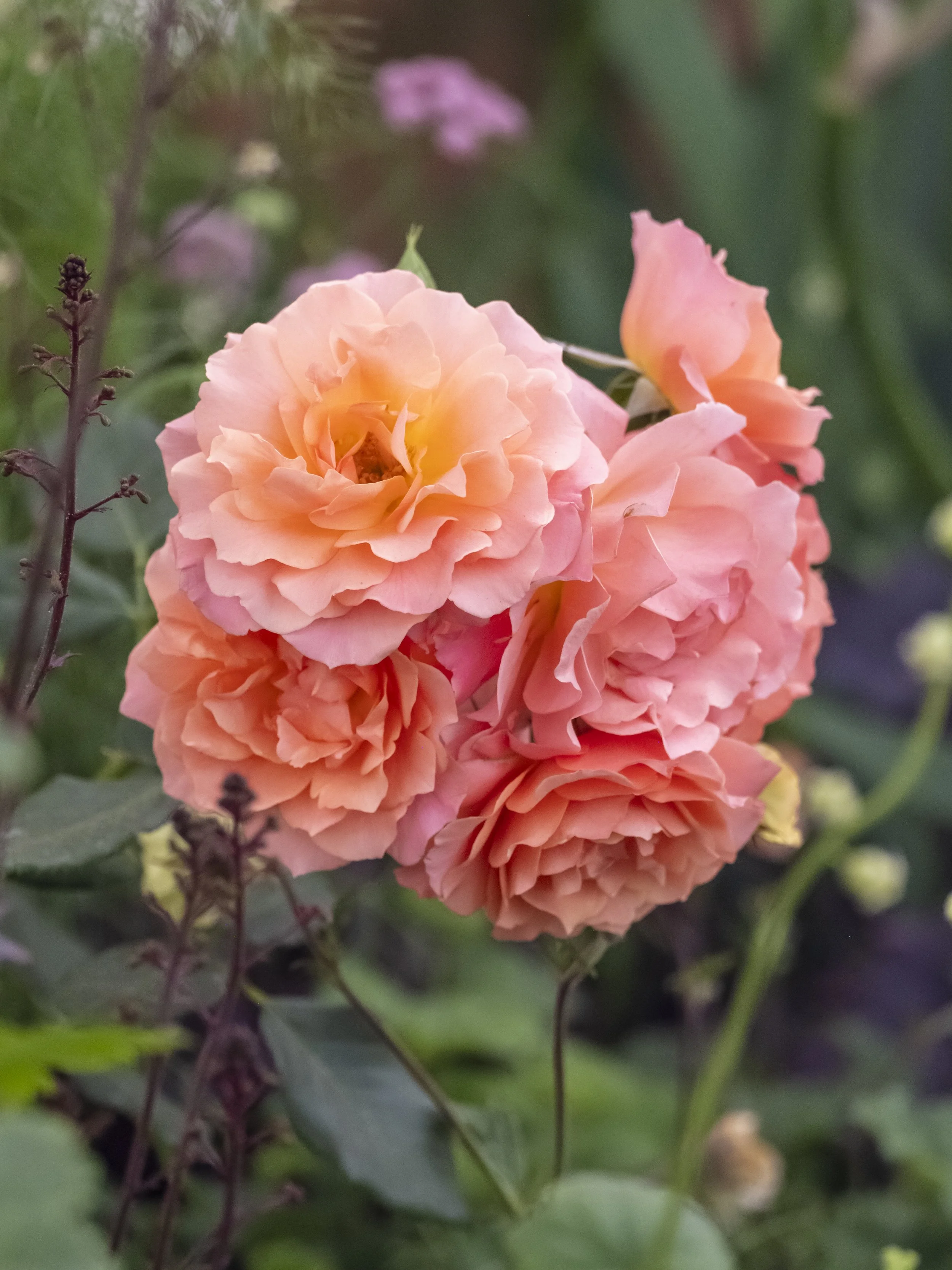 Apricot rose cluster with layered petals on green stems.