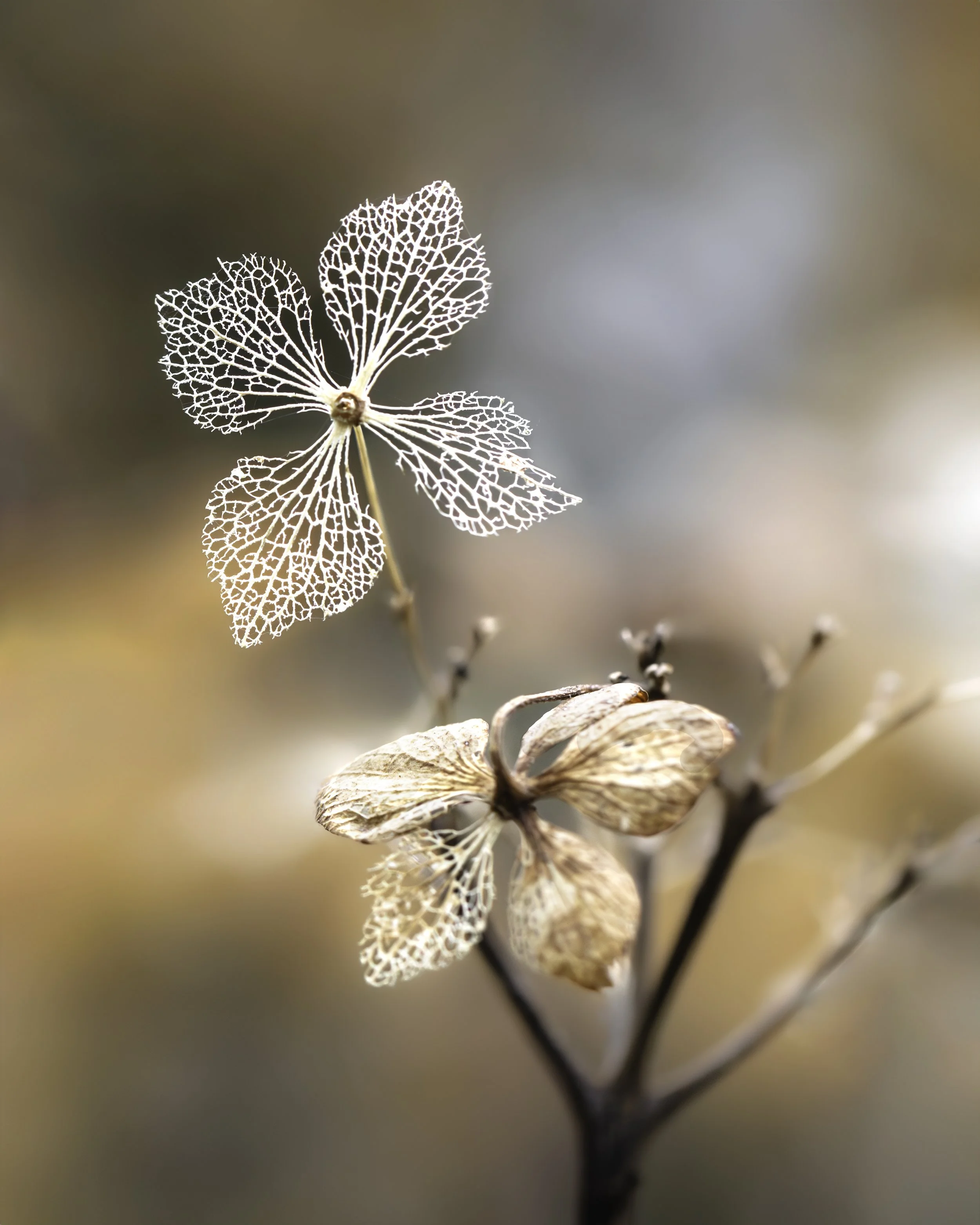 Dried hydrangea seed heads with translucent papery discs on slender stems.