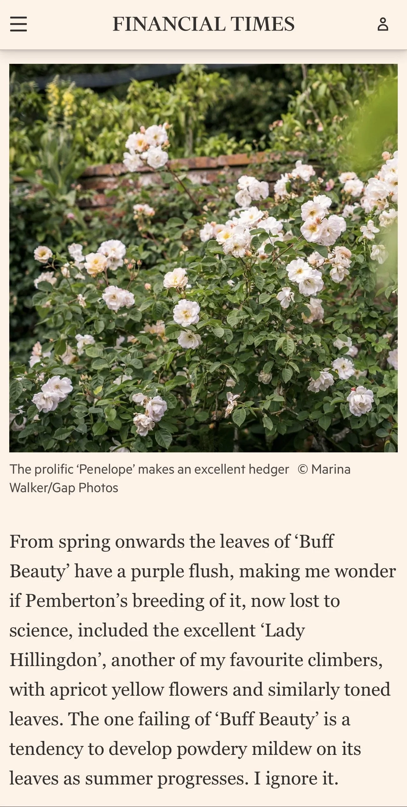 A garden of blooming white and pink roses surrounded by green foliage with a brick wall in the background.