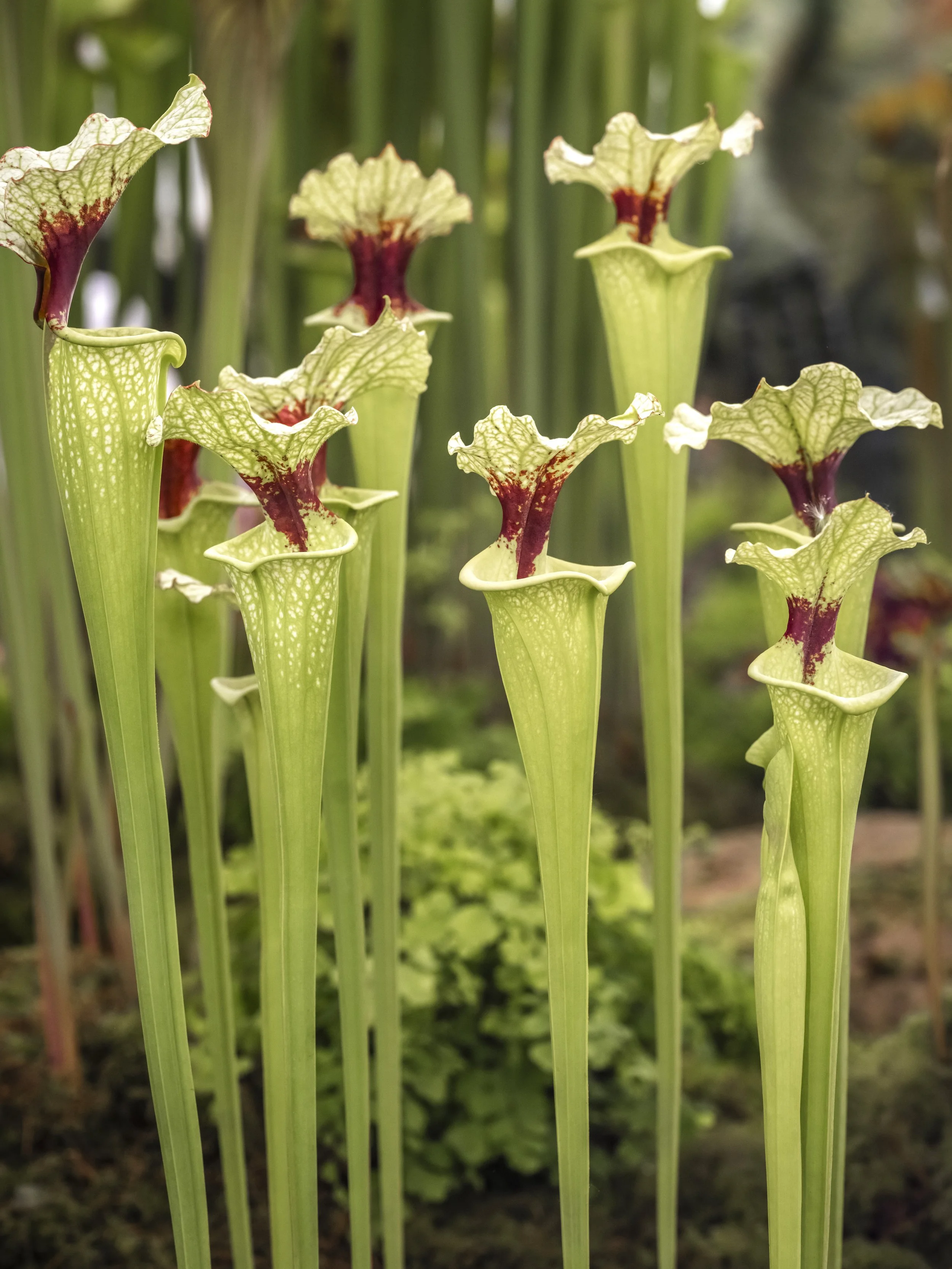 Green pitcher plants with tall tubular traps and flared tops with red veining.