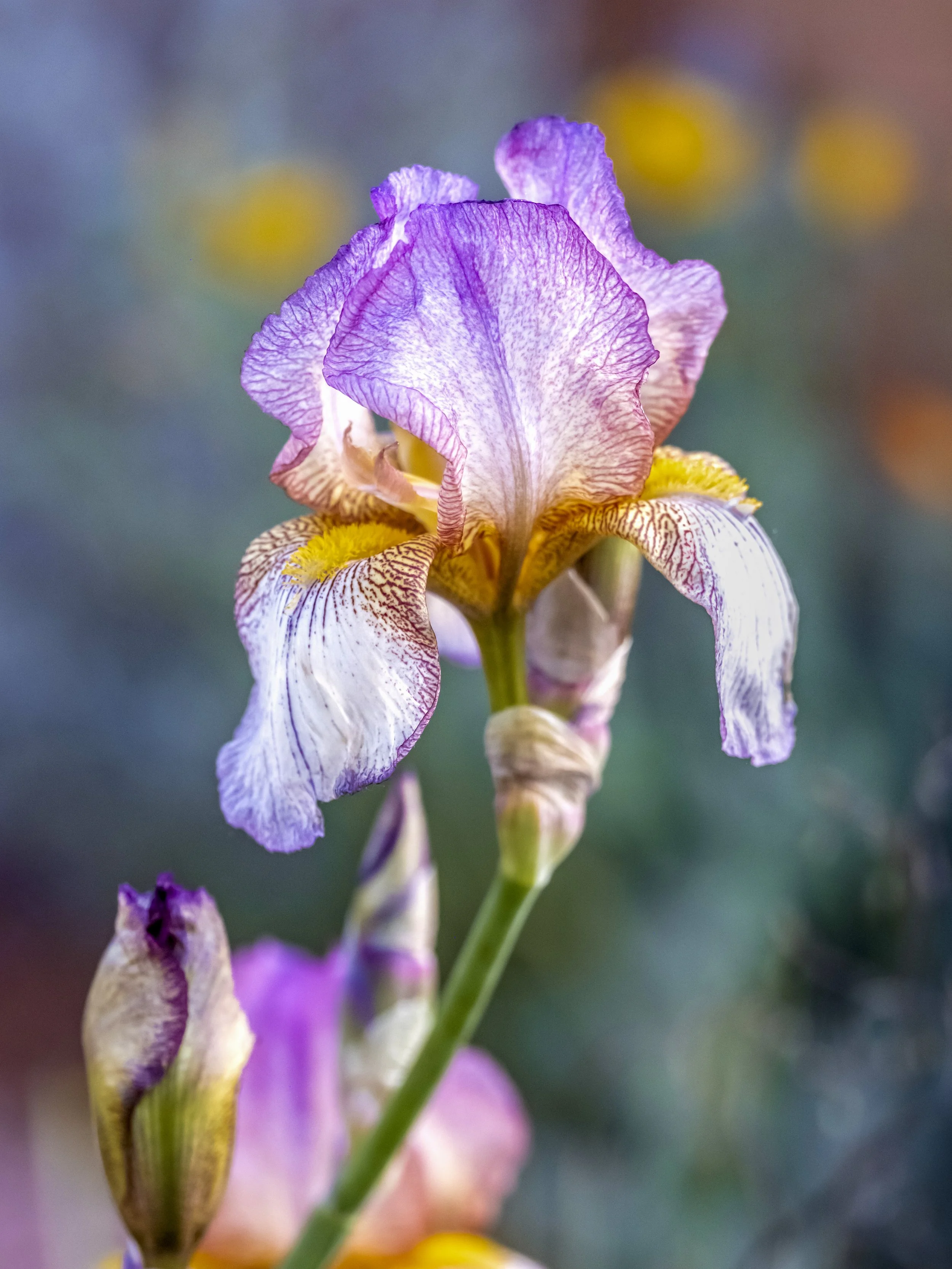 Bearded iris with pale purple and cream petals and yellow markings.