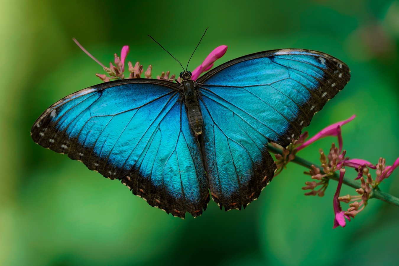 Curran_Zoo_Butterfly1.jpg
