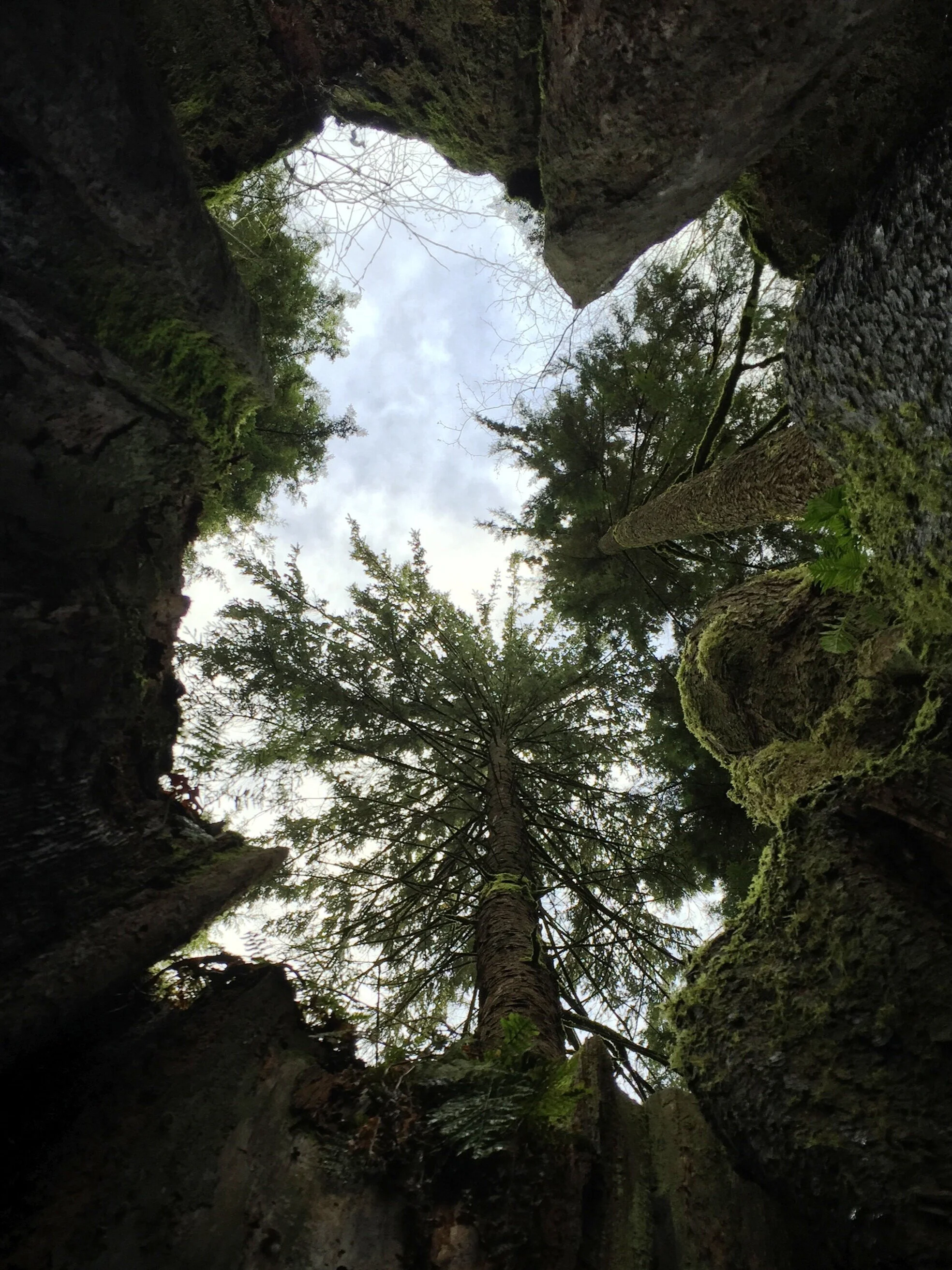 Look Up 