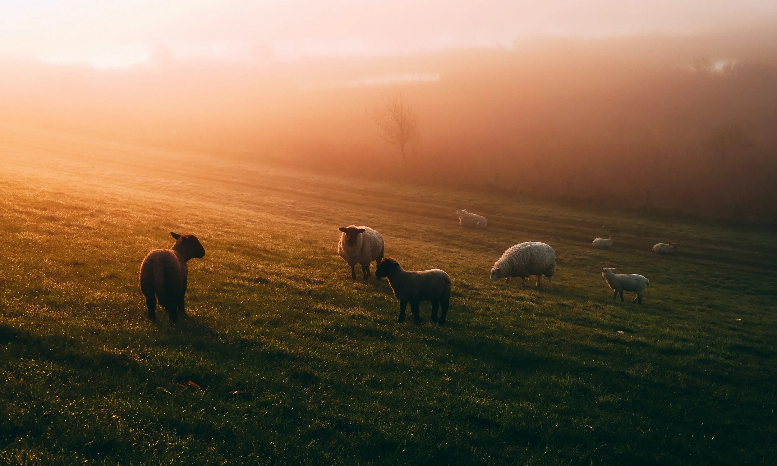 Sheep on the Right Goats on the Left (Aug 15, 2021)