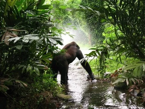 THE LAW OF THE JUNGLE