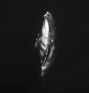 Is The Belly Of The Whale Waiting For You?